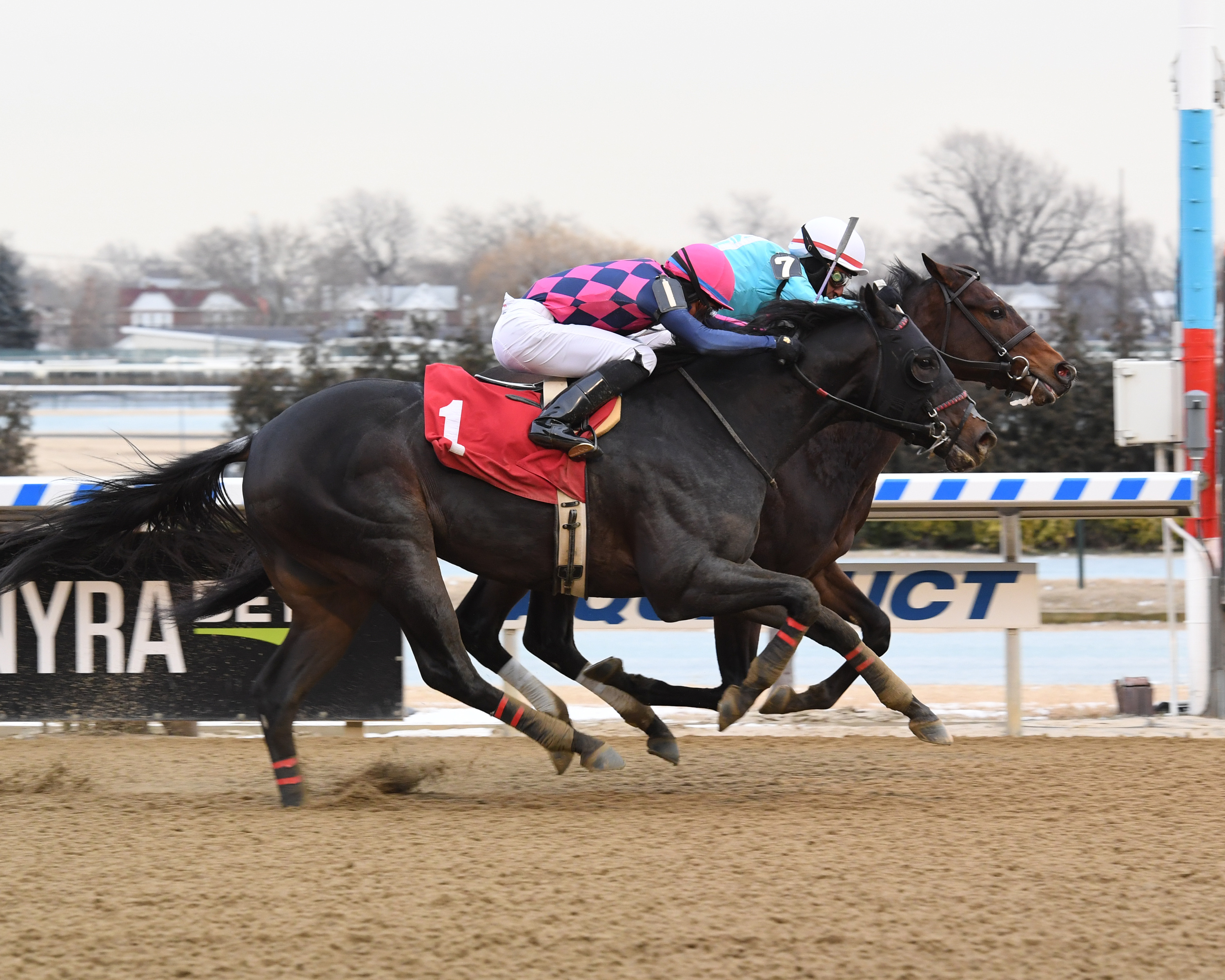 Durkin-s Call (No. 7) wins a starter race at Aqueduct on 2.1.19