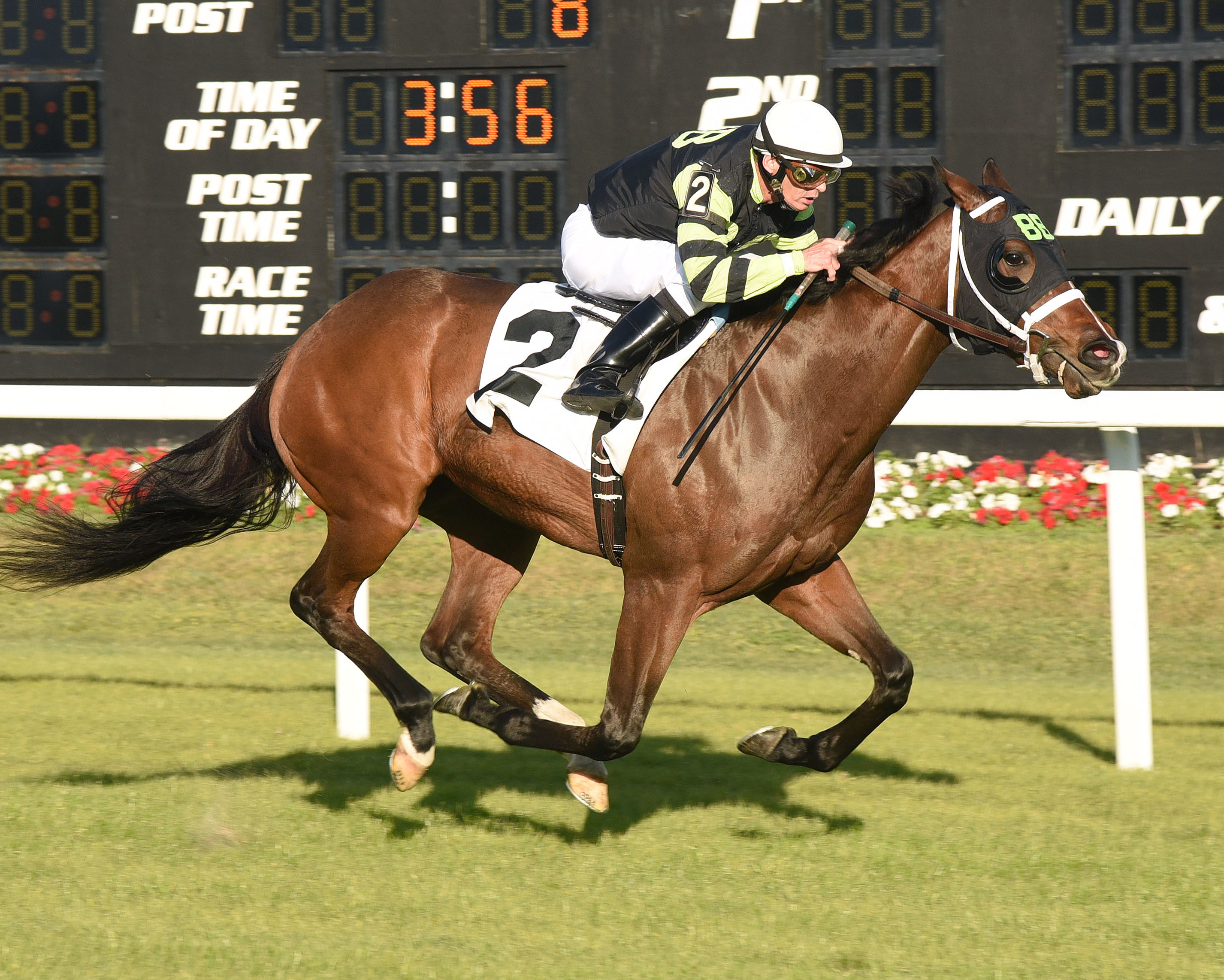 Dynatail wins a maiden race