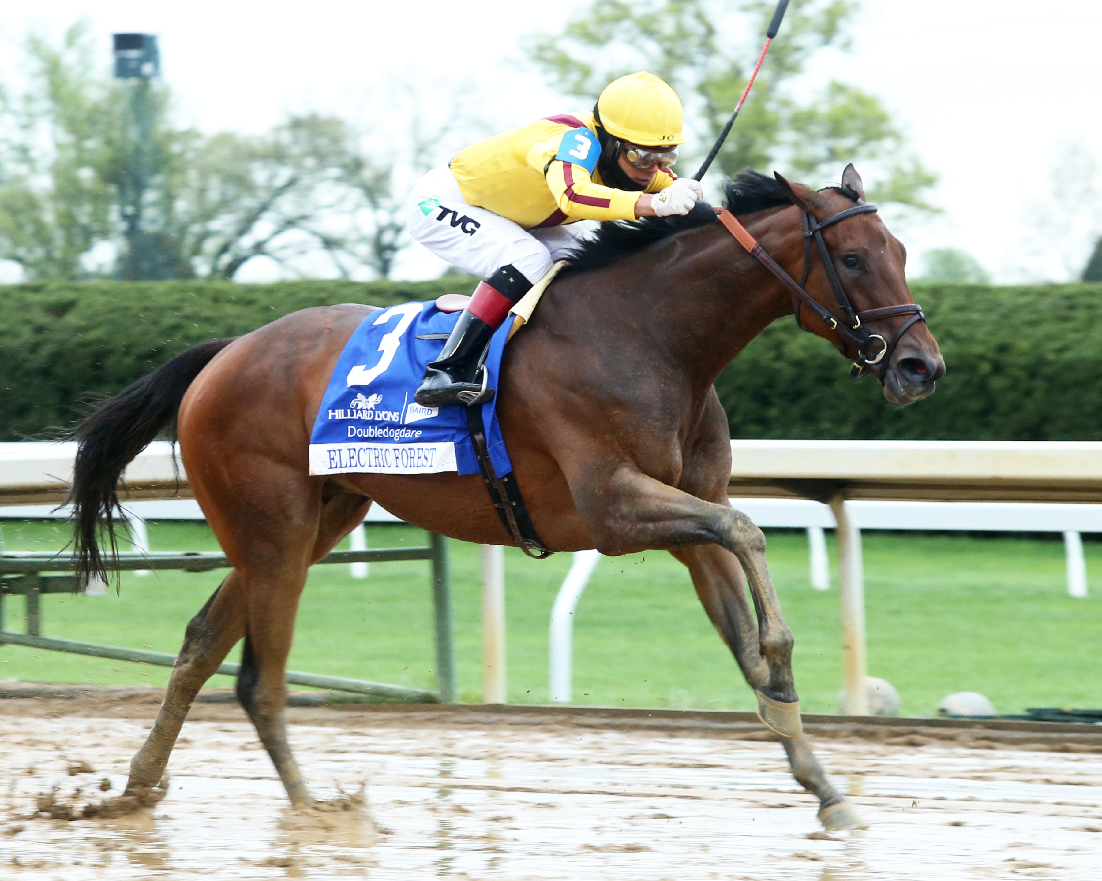 Electric Forest wins the 2019 Doubledogdare Stakes