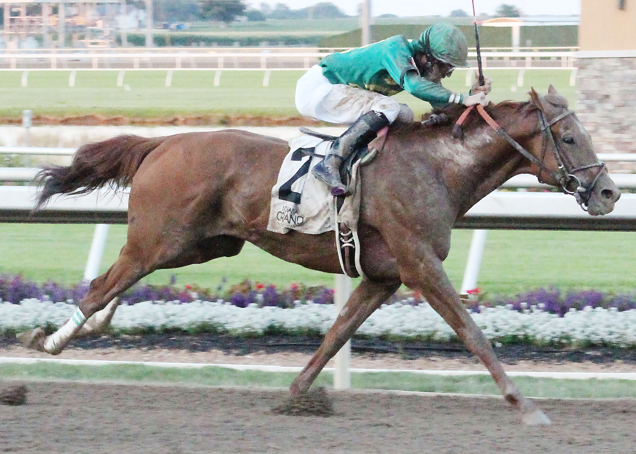 Eagle wins the 2017 Michael G. Schaefer Memorial Stakes