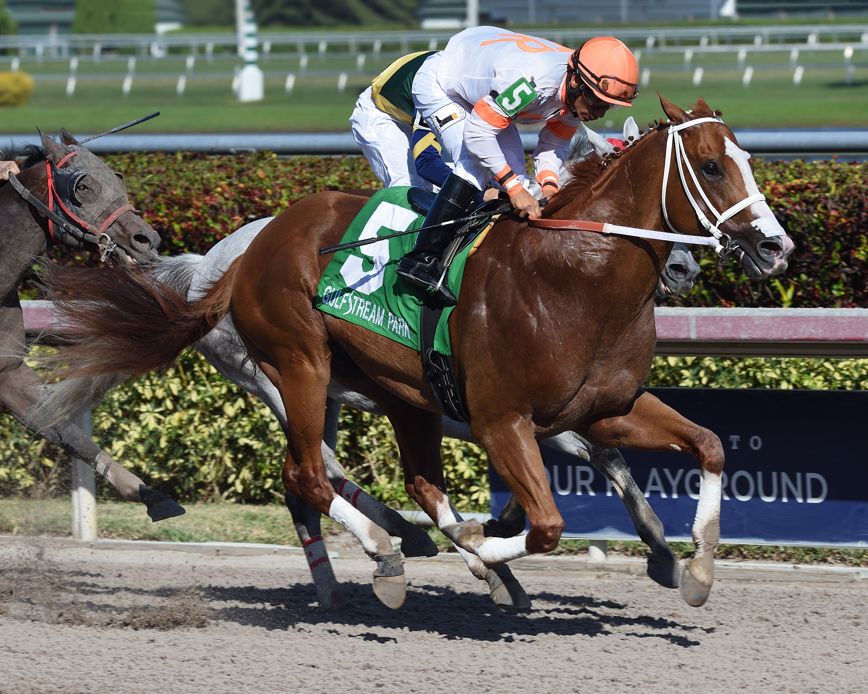 Early Entry wins the 2017 Sunshine Millions Sprint Stakes