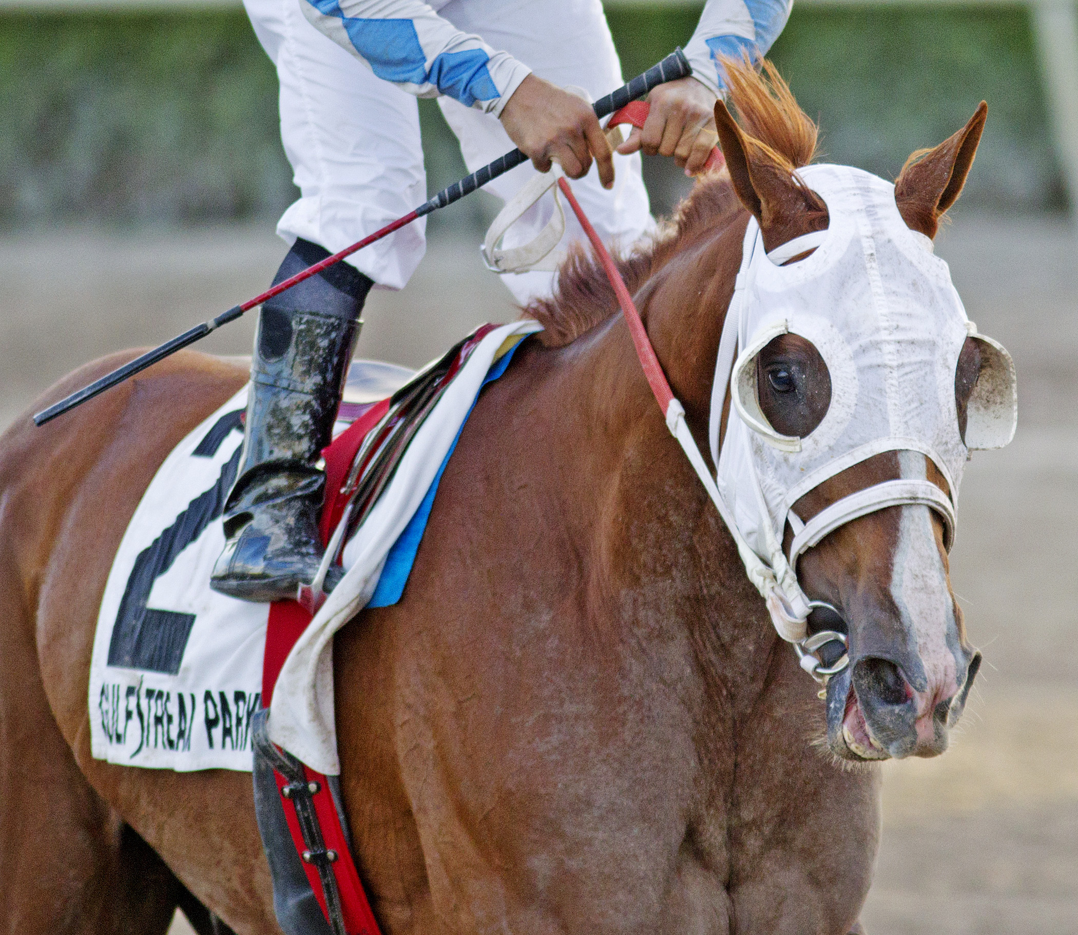 East Hall finished second in the Florida Sunshine Millions Classic Stakes