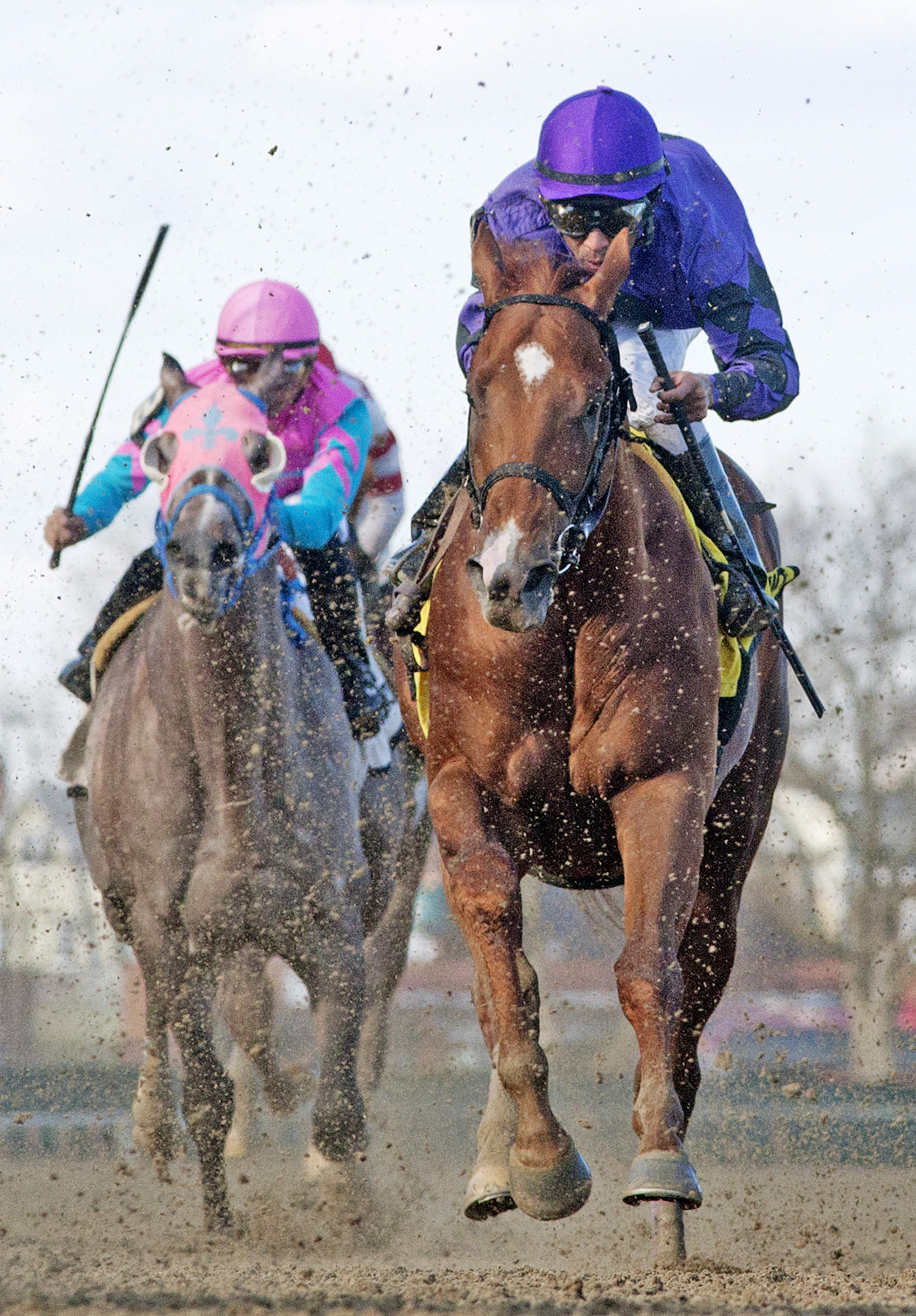 Easy to Say finishes fourth in the 2015 Bay Shore