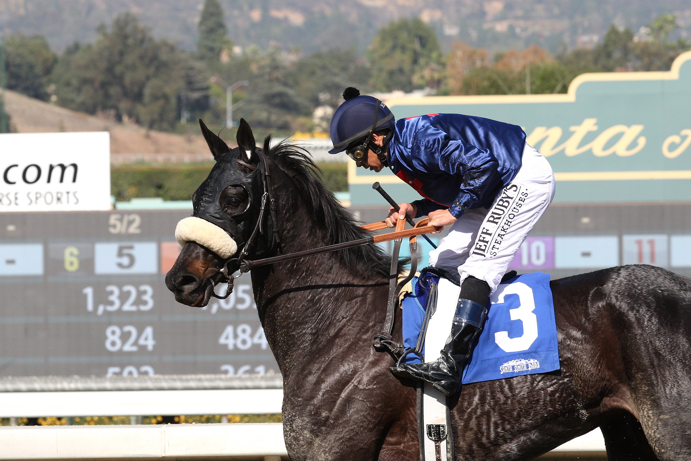 Eblouissante finishes second in an allowance race
