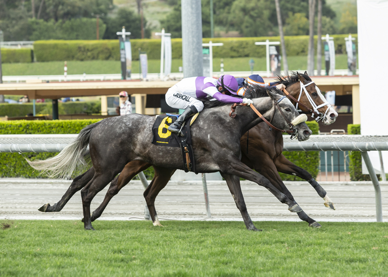 Eddie's New Dream (No. 6) noses out Becca Taylor in Irish O'Brien.03.19.2022