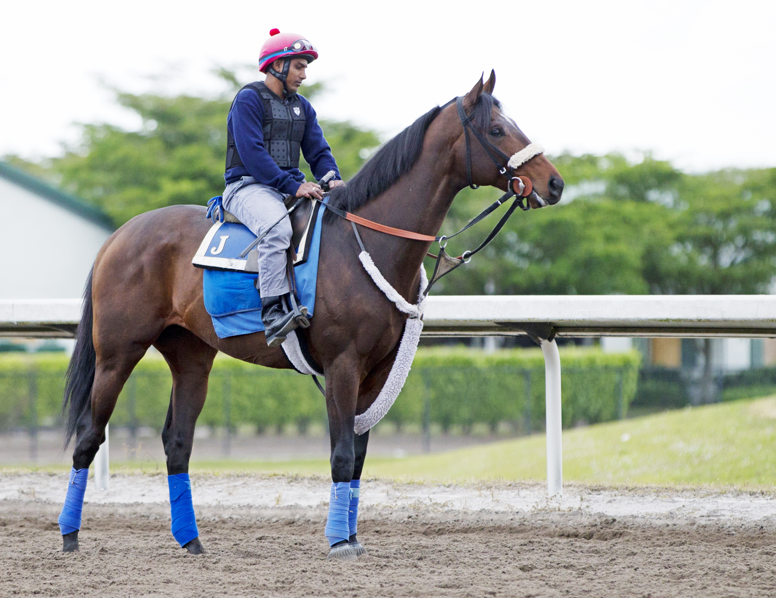 Effinex at Gulfstream Park on Feb. 21