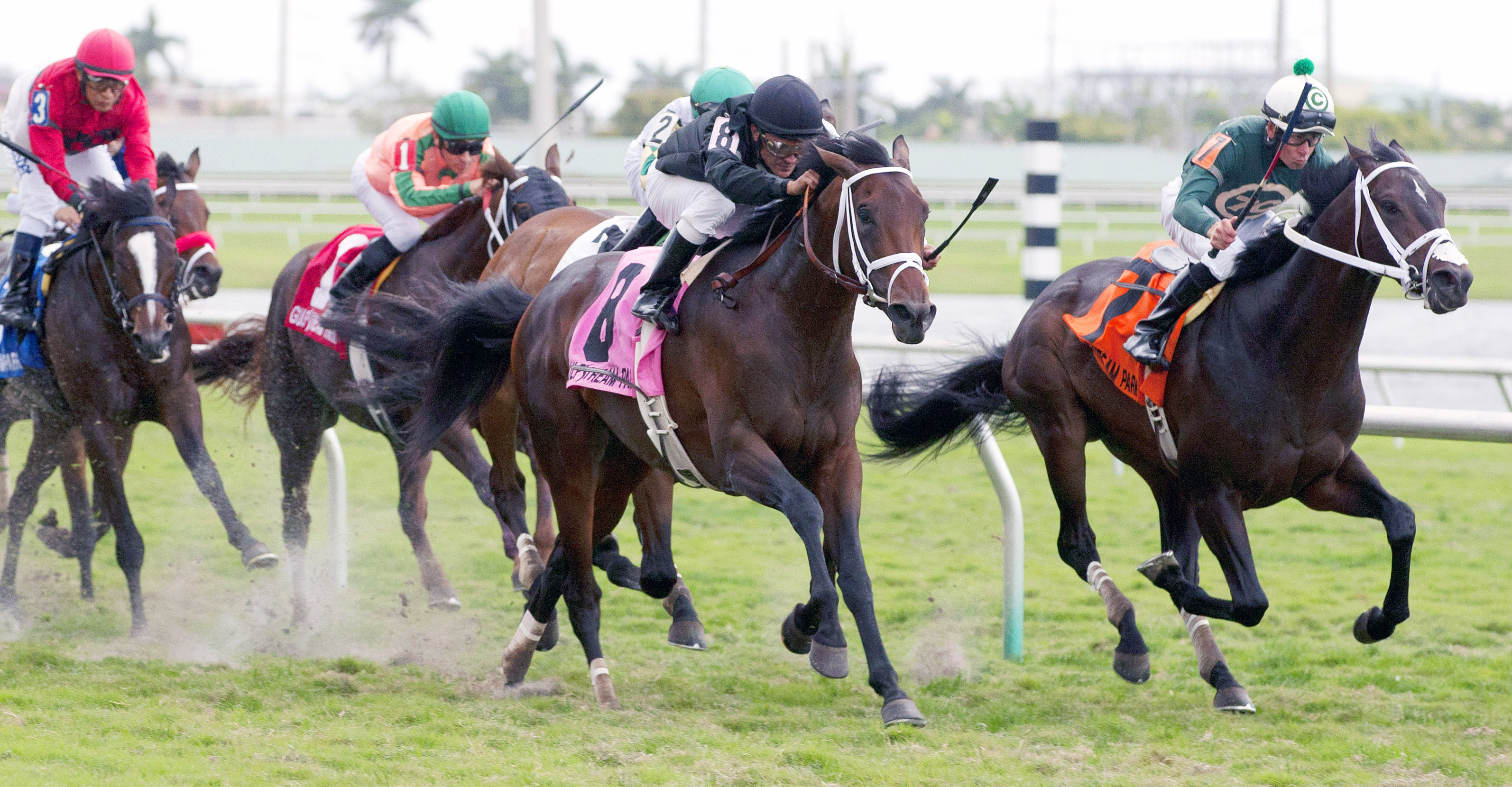 Eh Cumpari wins the Palm Beach Stakes