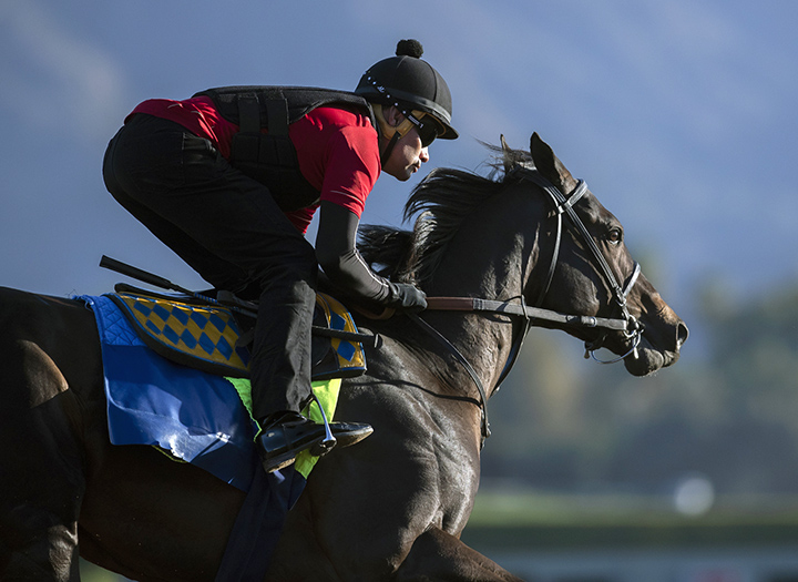 Eight Rings trains at Santa Anita Park on Oct. 20
