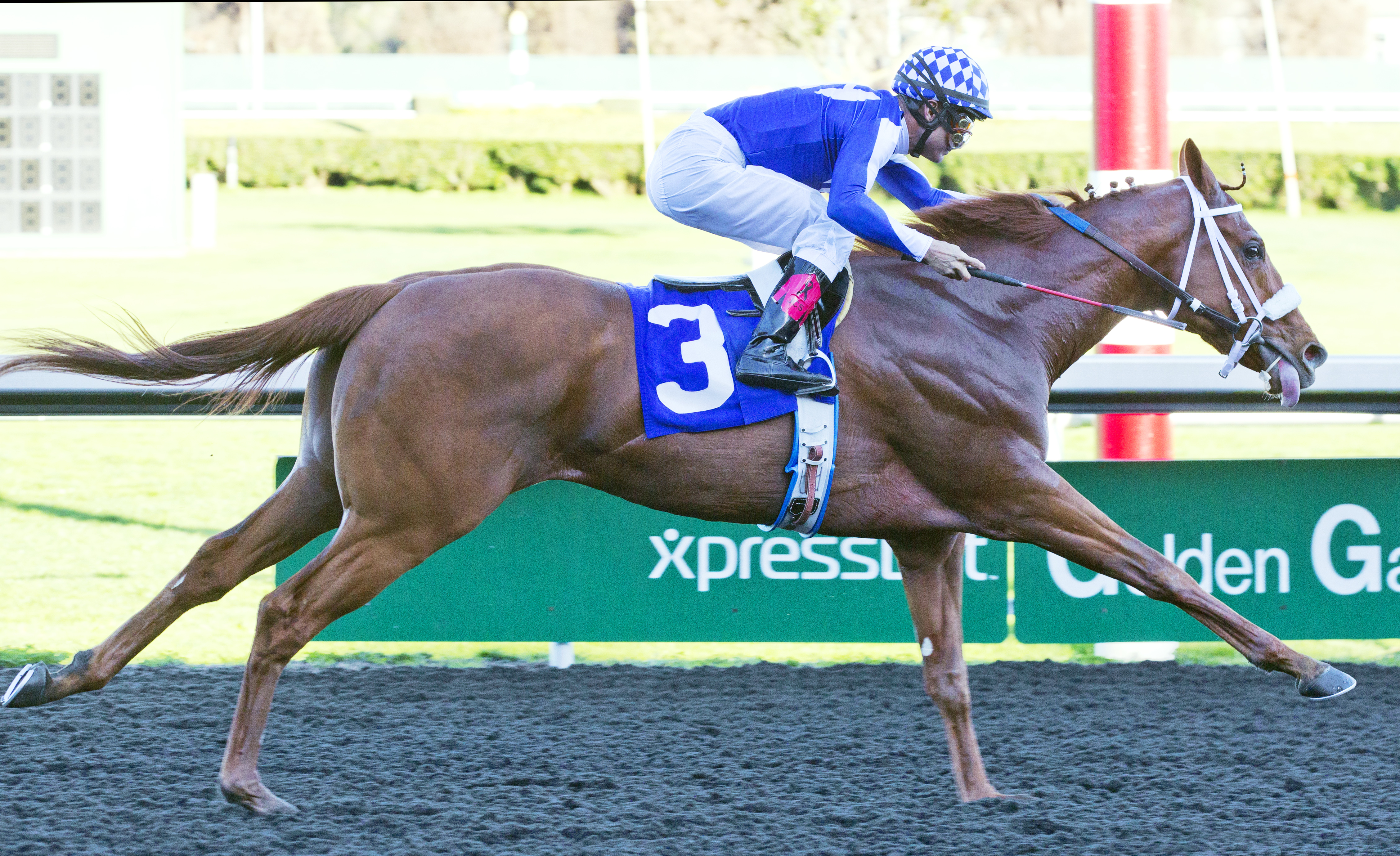 Metaboss wins 2015 El Camino Real Derby
