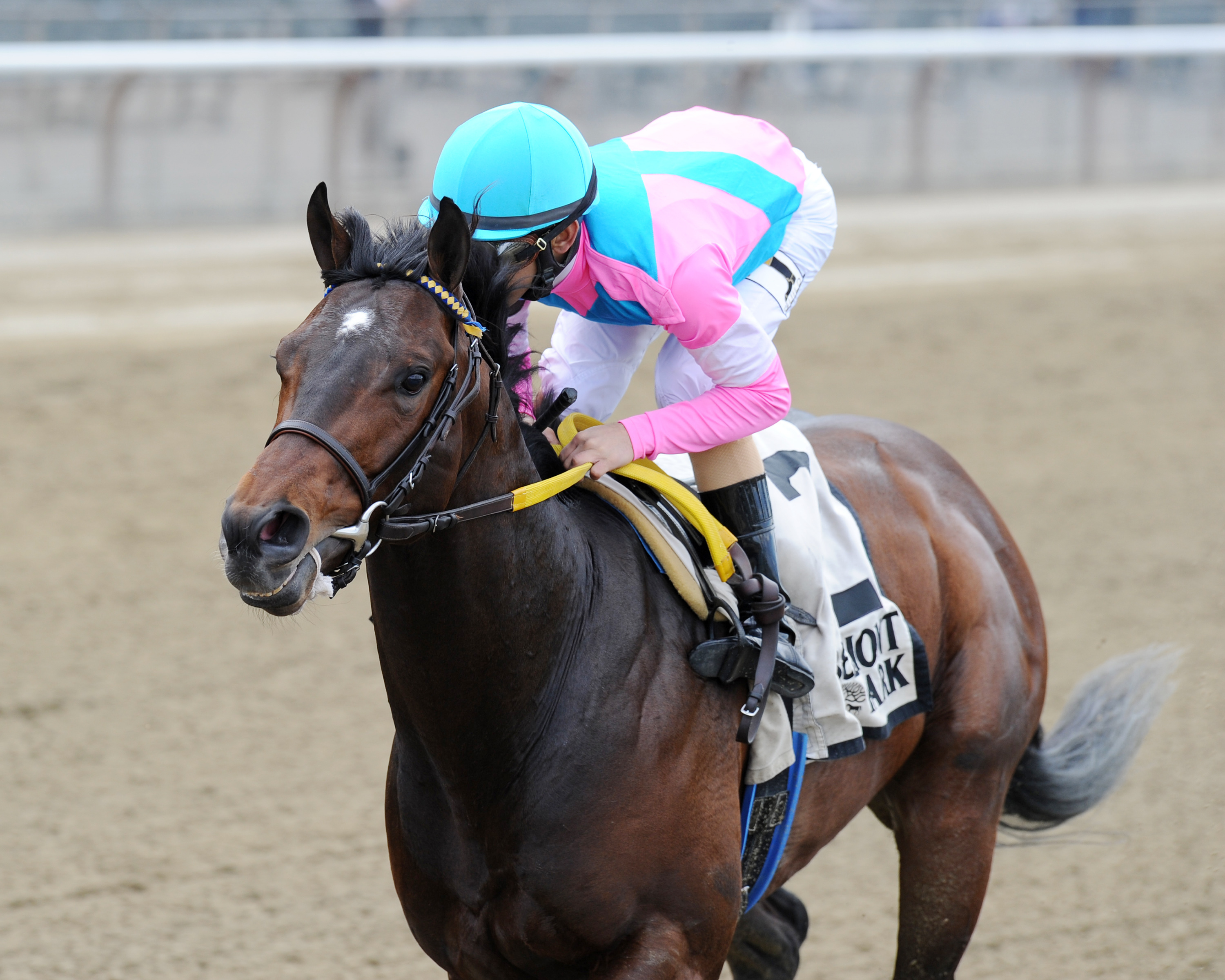 El Deal wins the 2015 Gold Fever Stakes