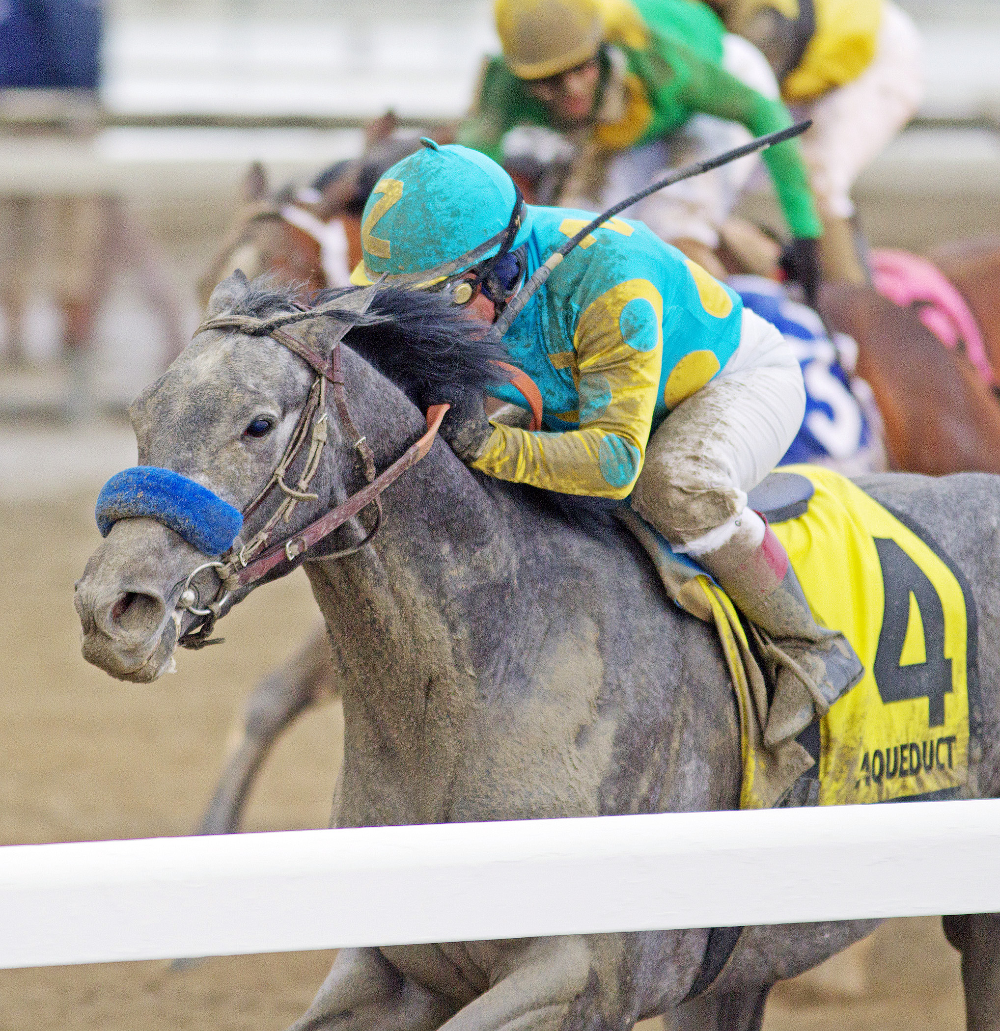 El Kabeir wins the Gotham Stakes