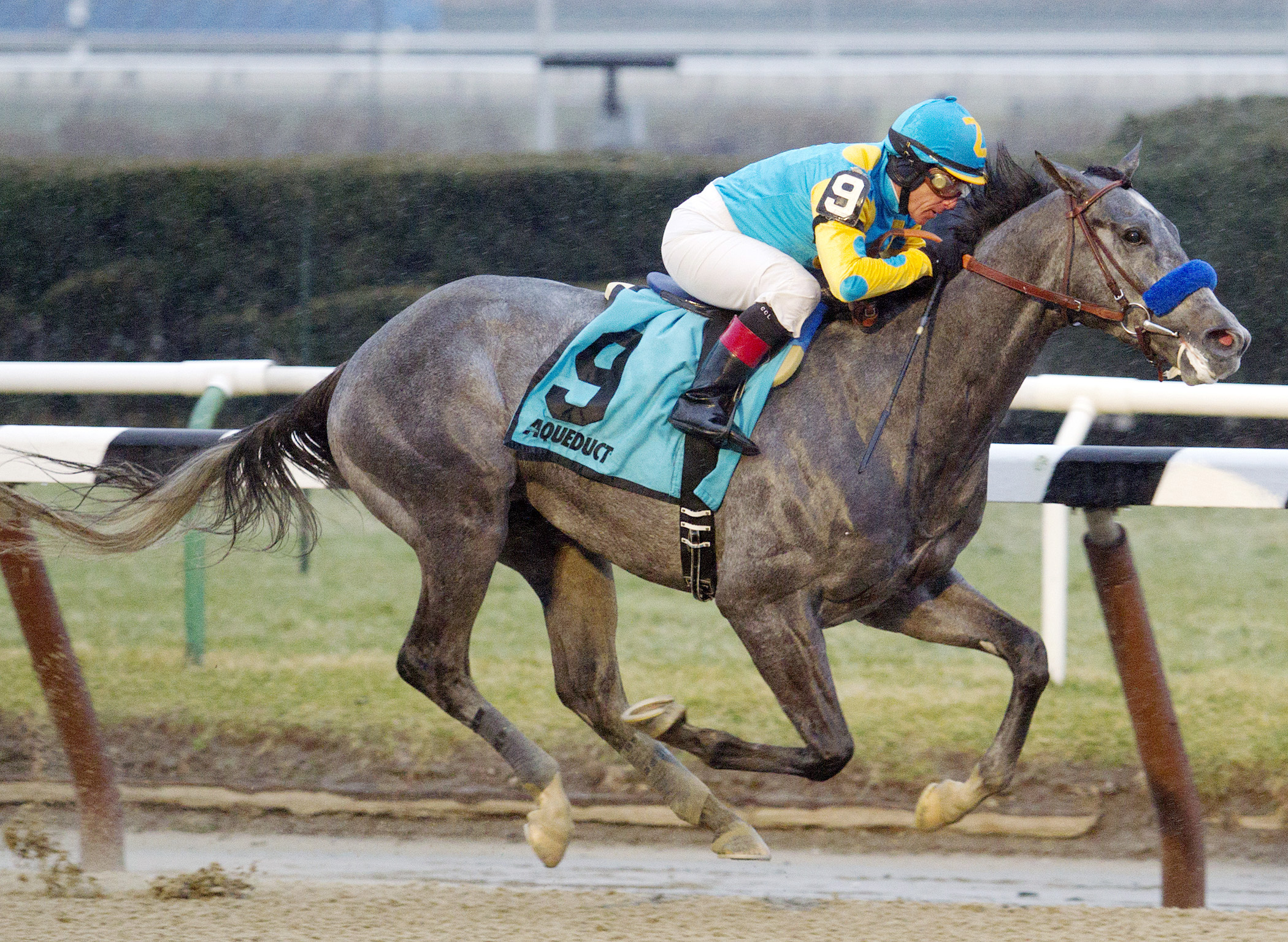 El Kabeir wins the Jerome Stakes