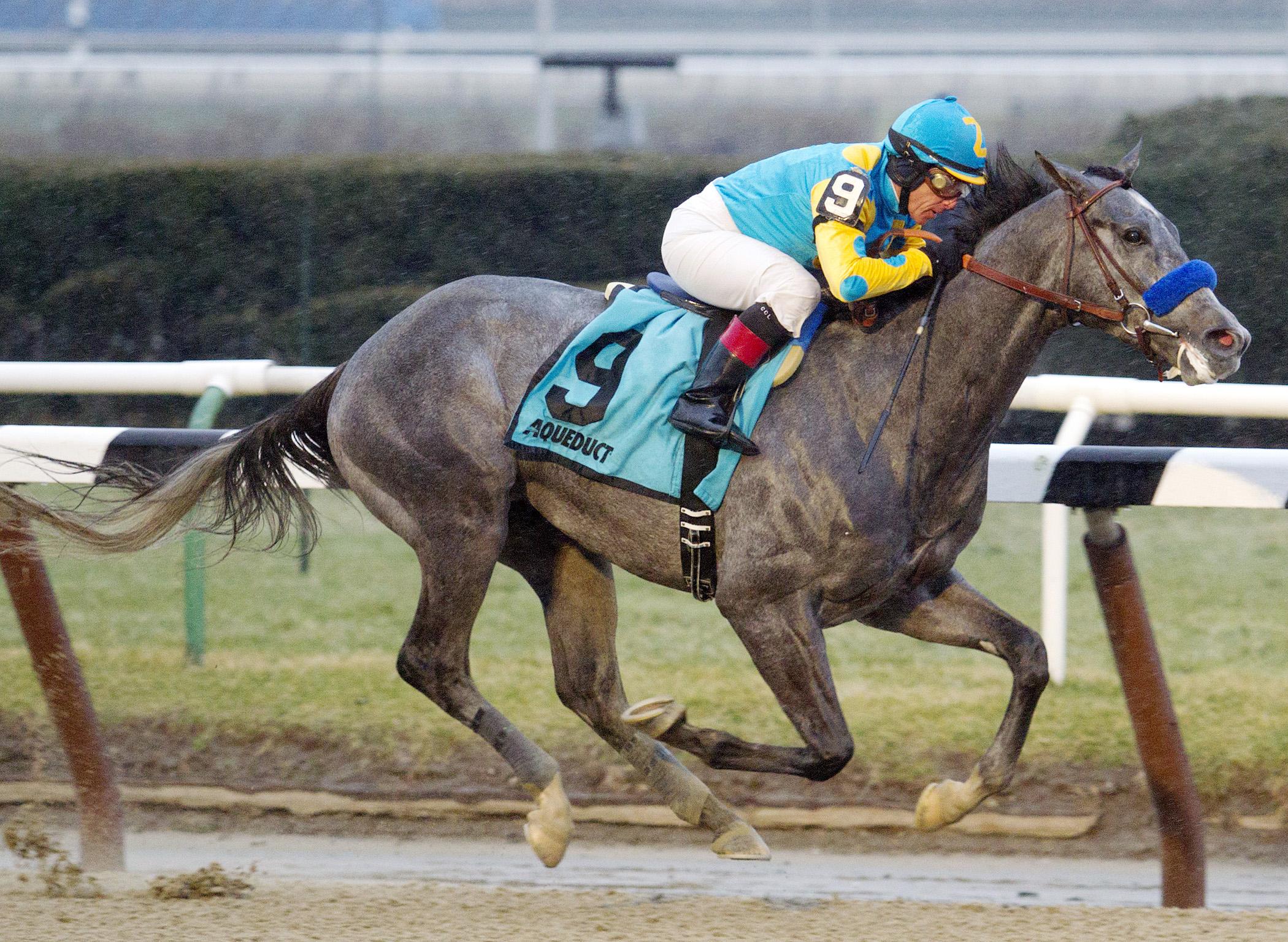 El Kabeir wins the Jerome Stakes