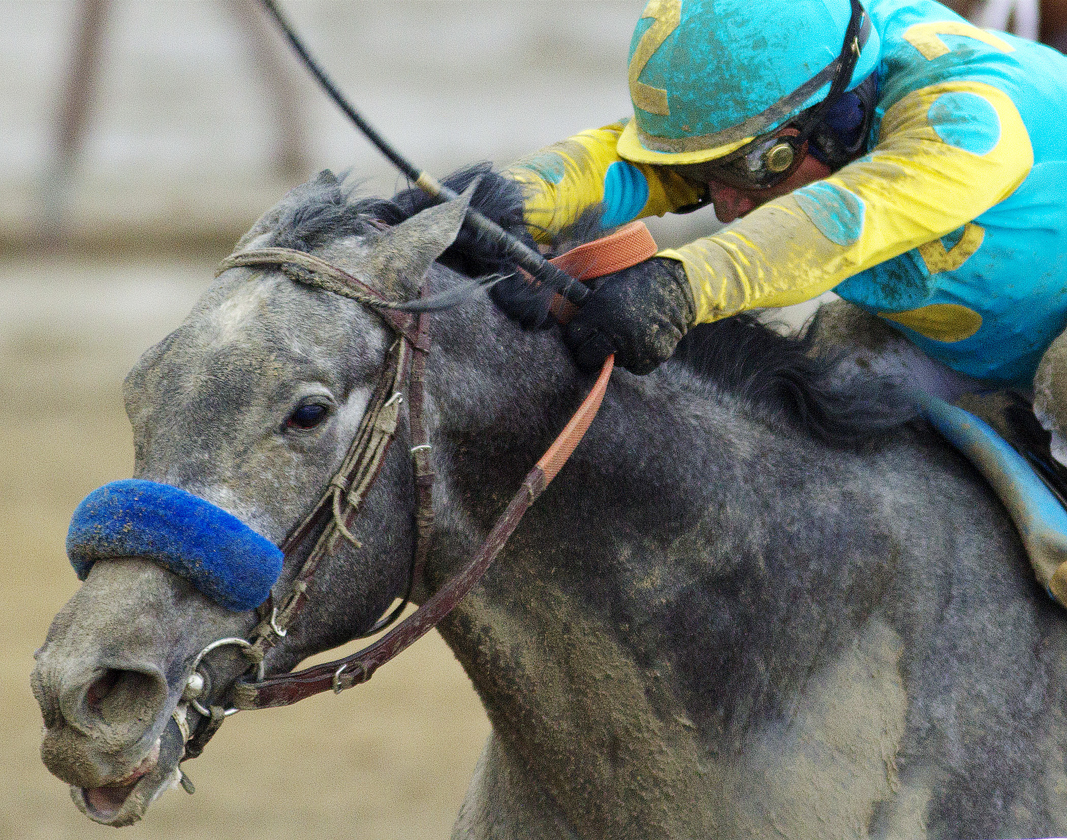 El Kabeir wins the Gotham Stakes