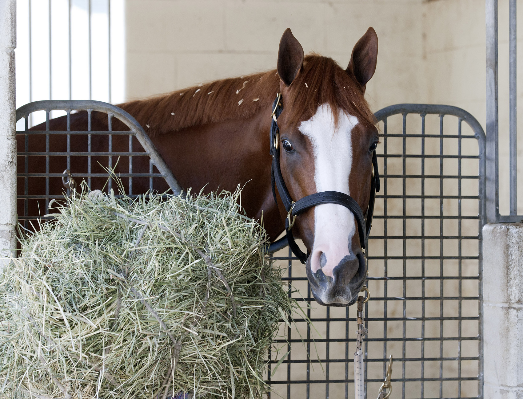 El Padrino in his stall