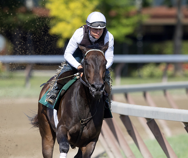 Elate trains at Saratoga Race Course on Sept. 6