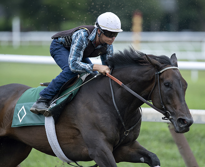 Elate trains at Saratoga Race Course on Aug. 18