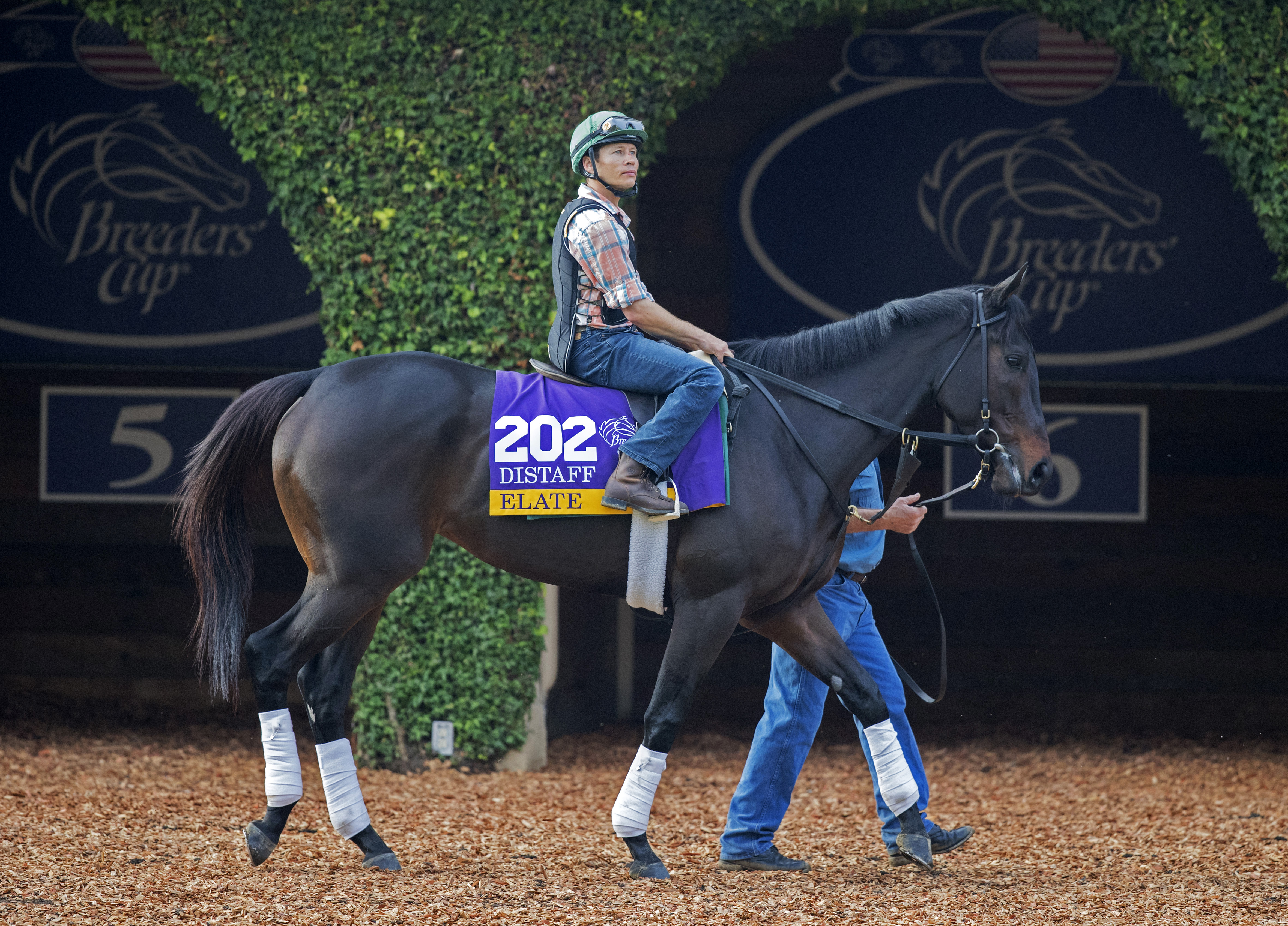 Elate at Del Mar for the Breeders' Cup
