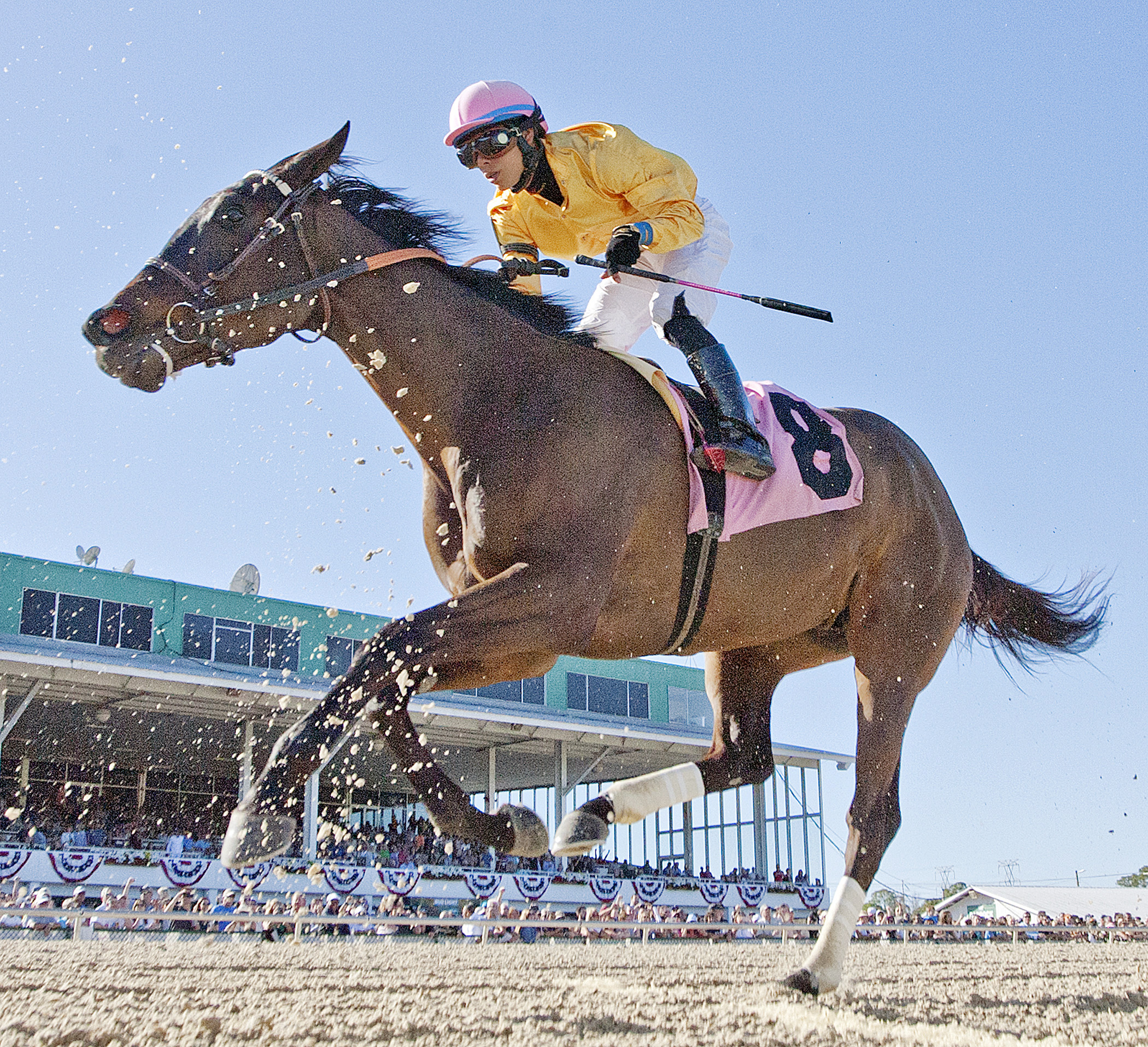 Elate finishes second in the Suncoast Stakes