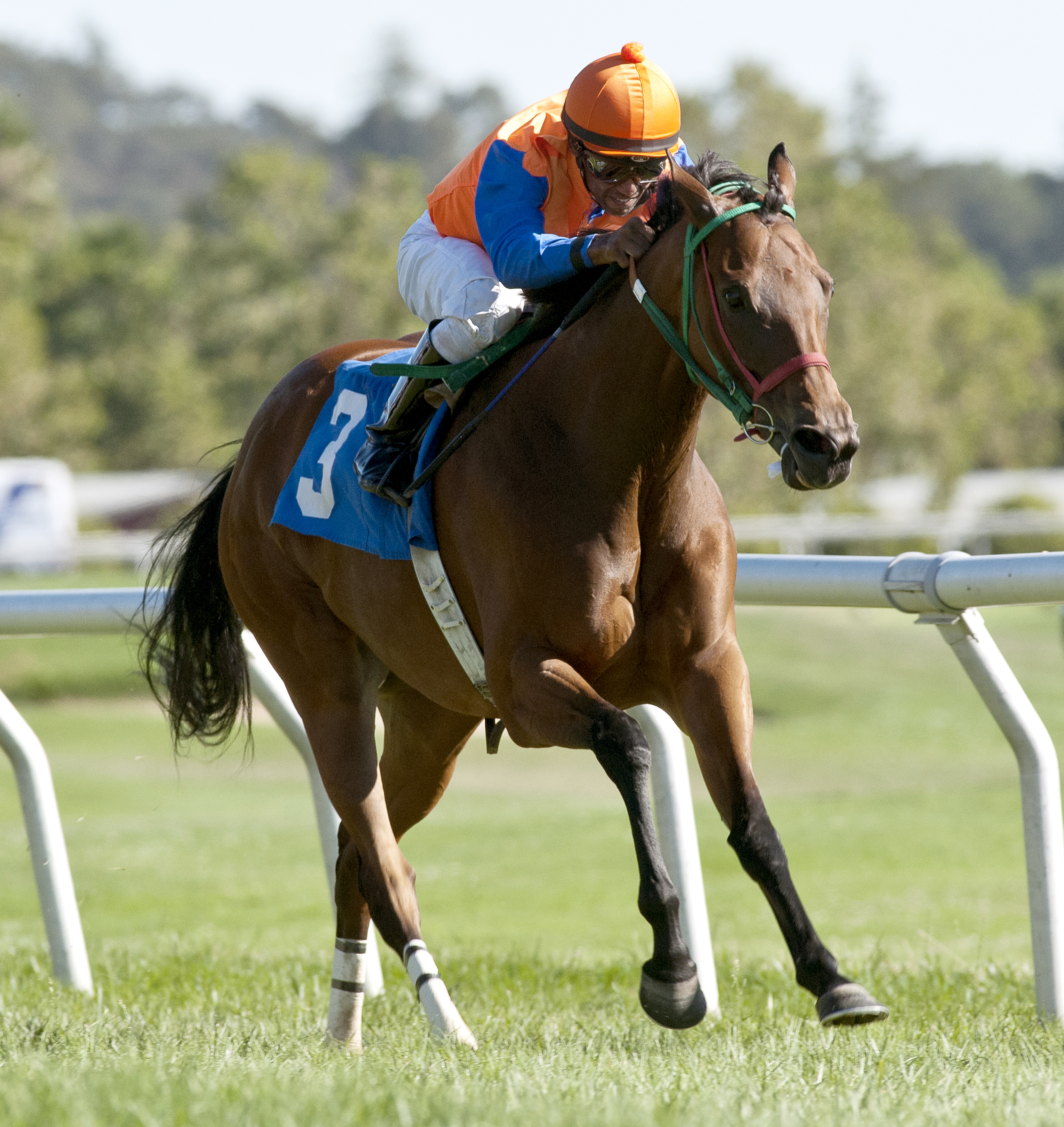 Elegant Bel wins the Luther Burbank Handicap