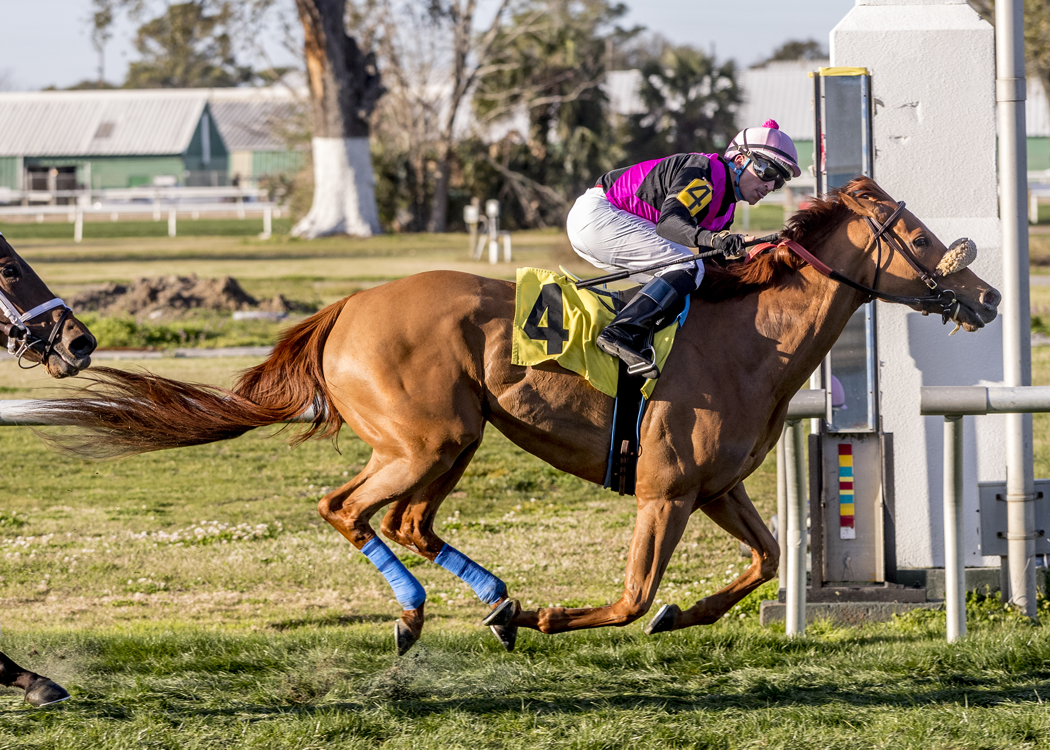 Elle Z/Mardi Gras Stakes