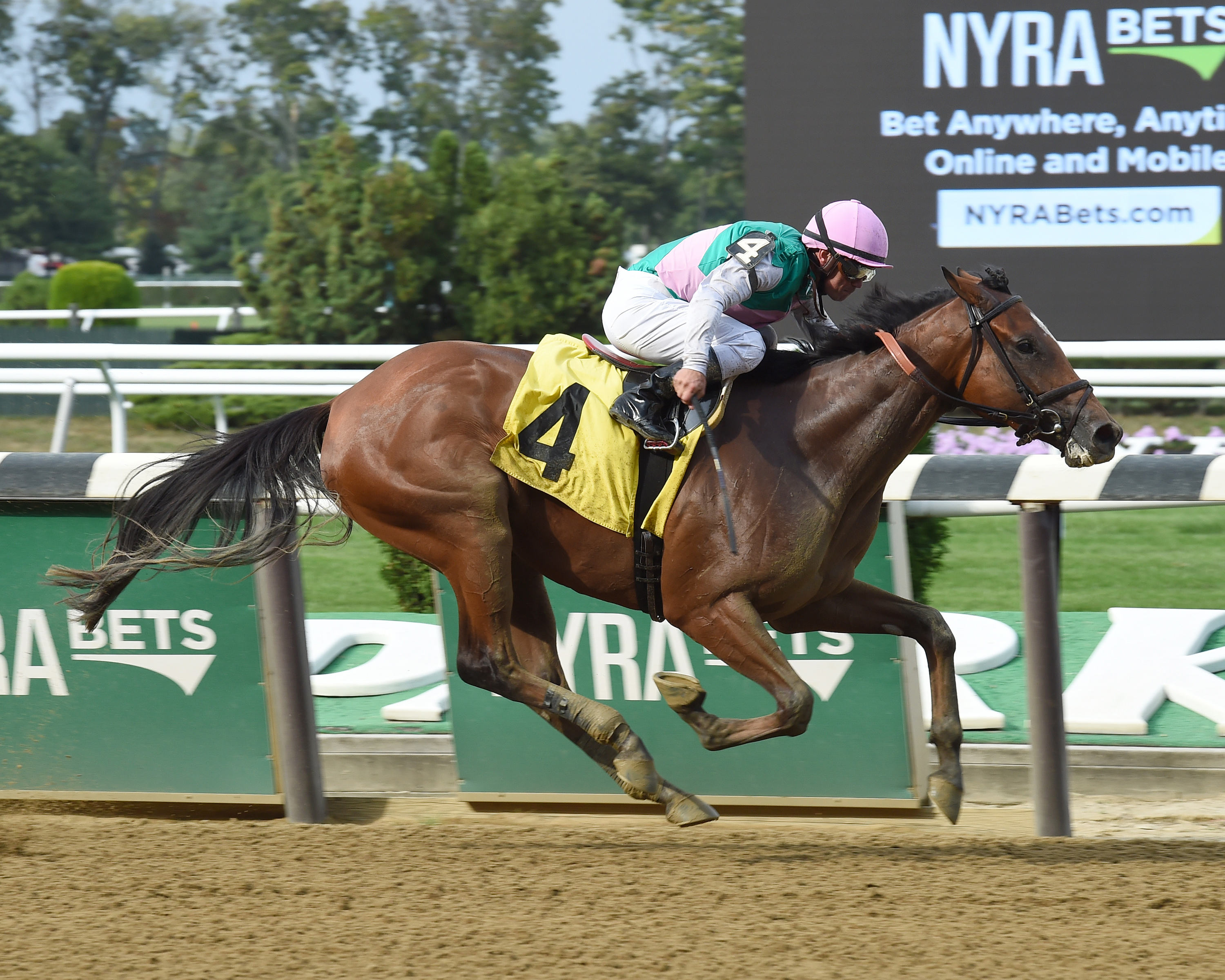 Eloquent Riddle wins a maiden race