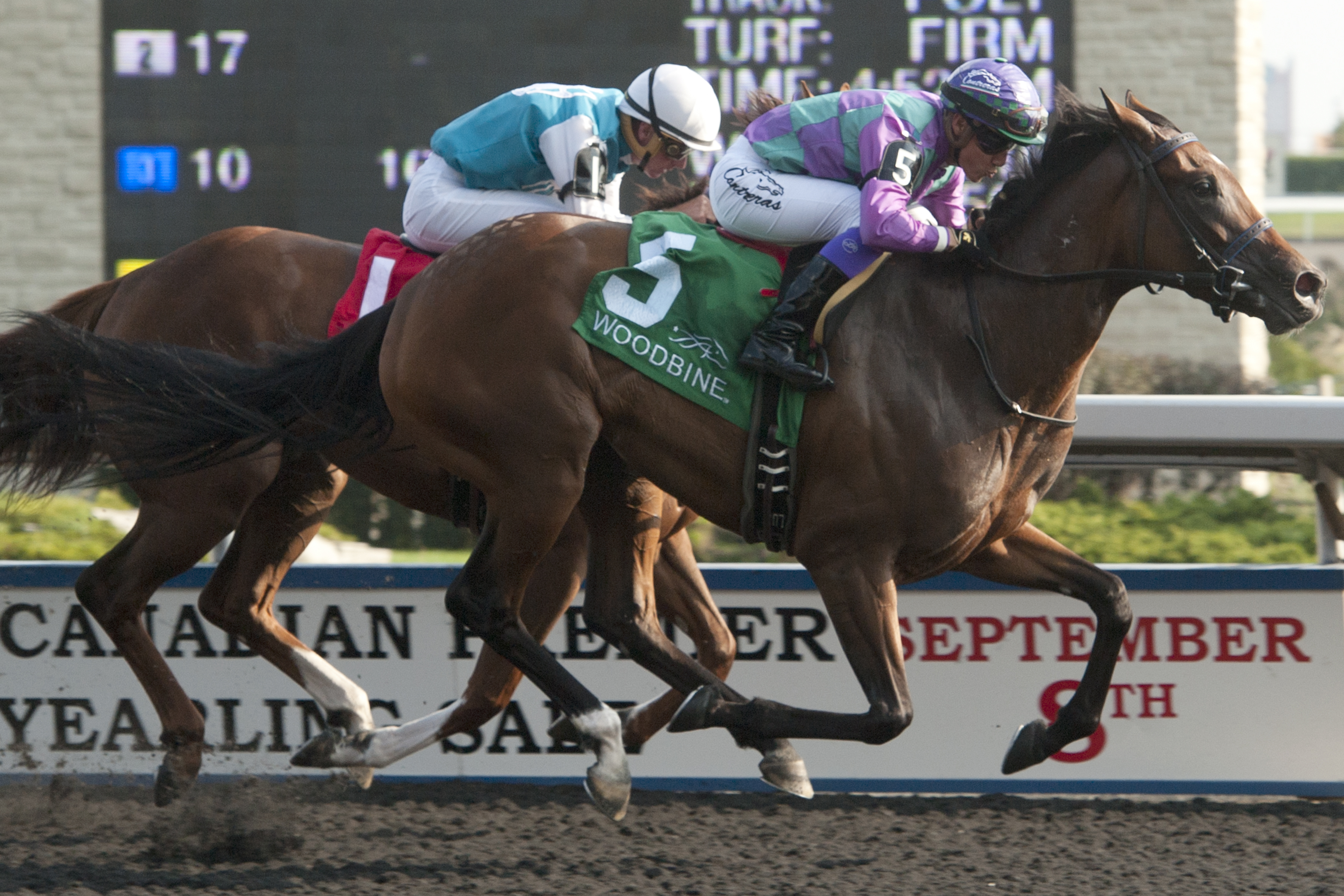 Elusive Collection wins 2015 Etobicoke