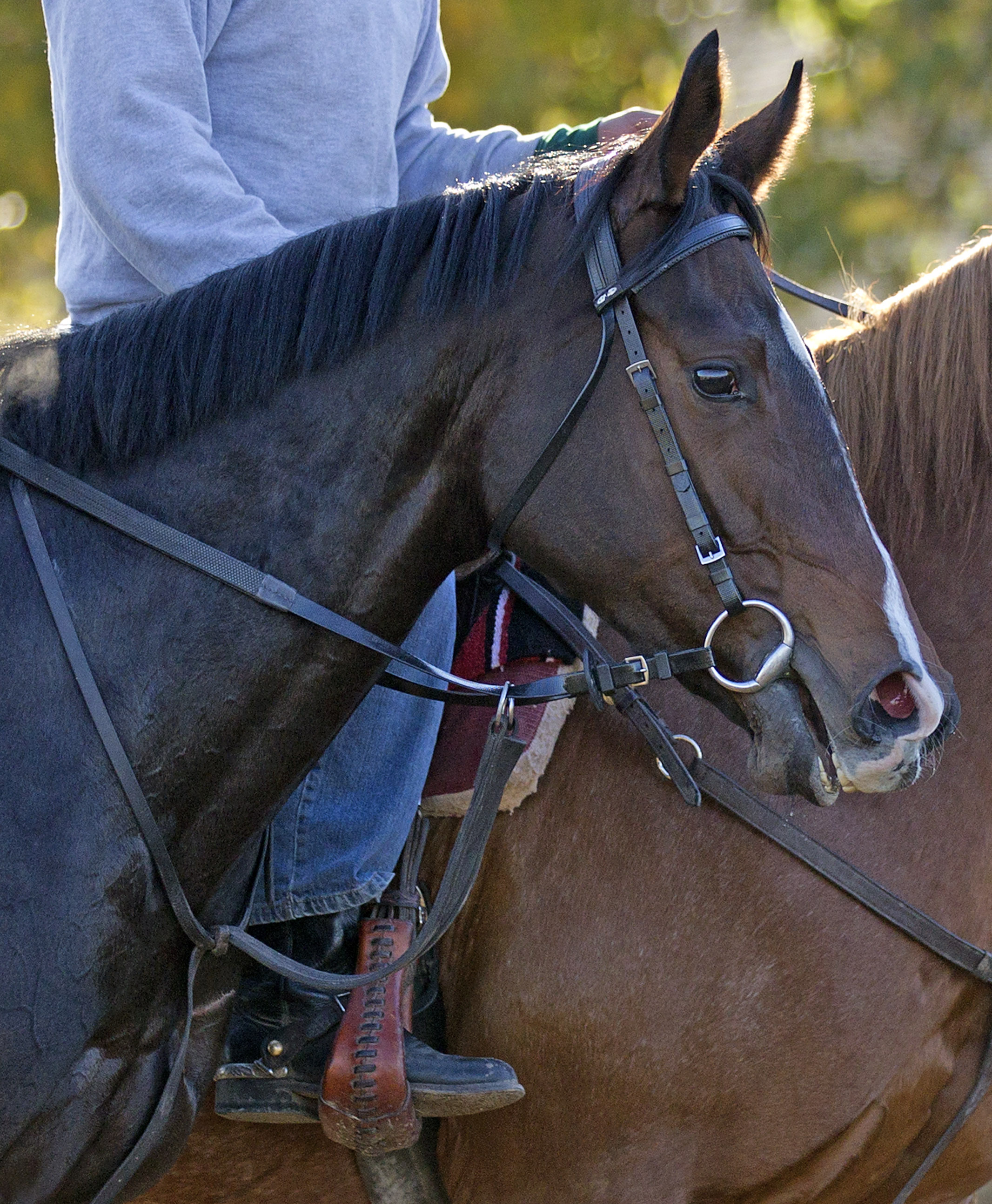 Elusive Kate 11-1-2011