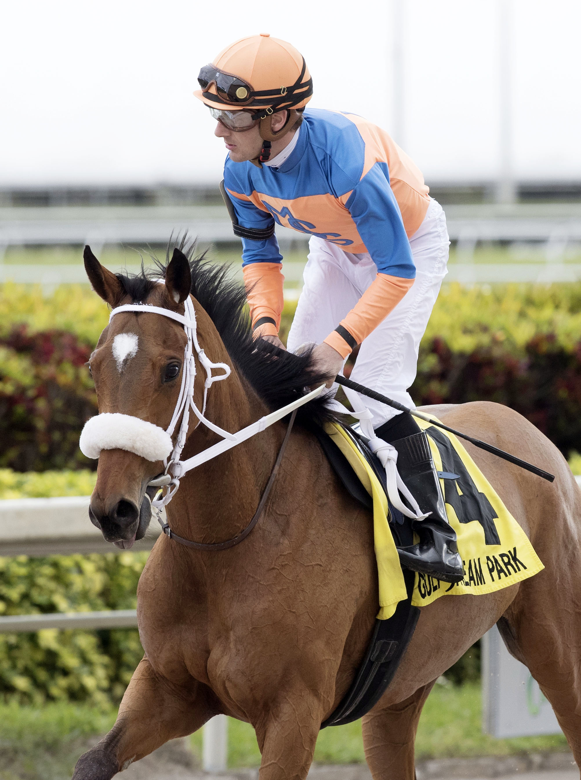 Elusive Million finishes seventh in the Marshua's River Stakes
