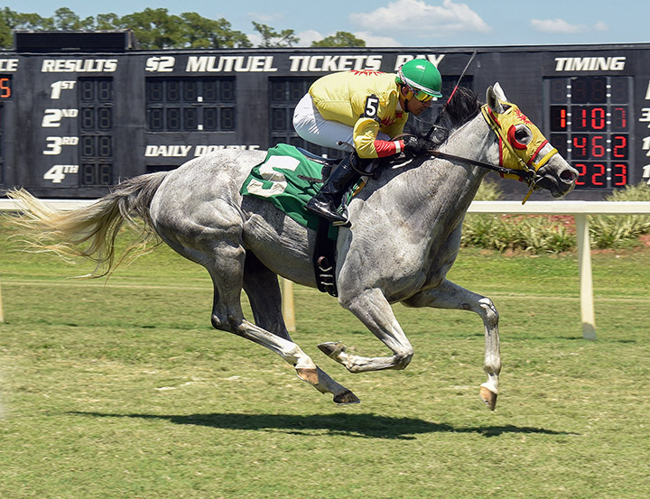 Elusive Ryder wins a May 22 allowance at Tampa Bay Downs.