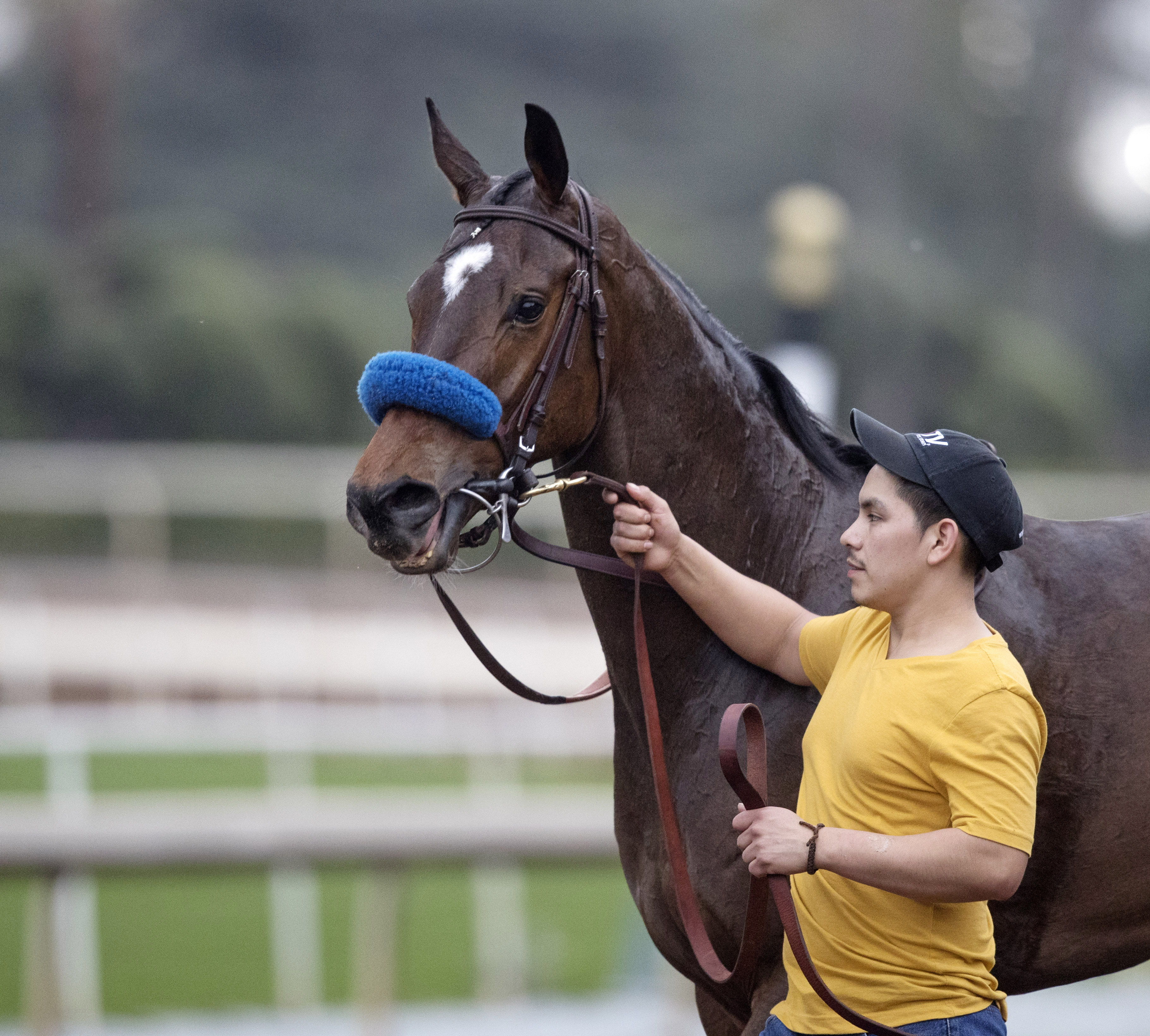 Elwood J at the Baffle Stakes