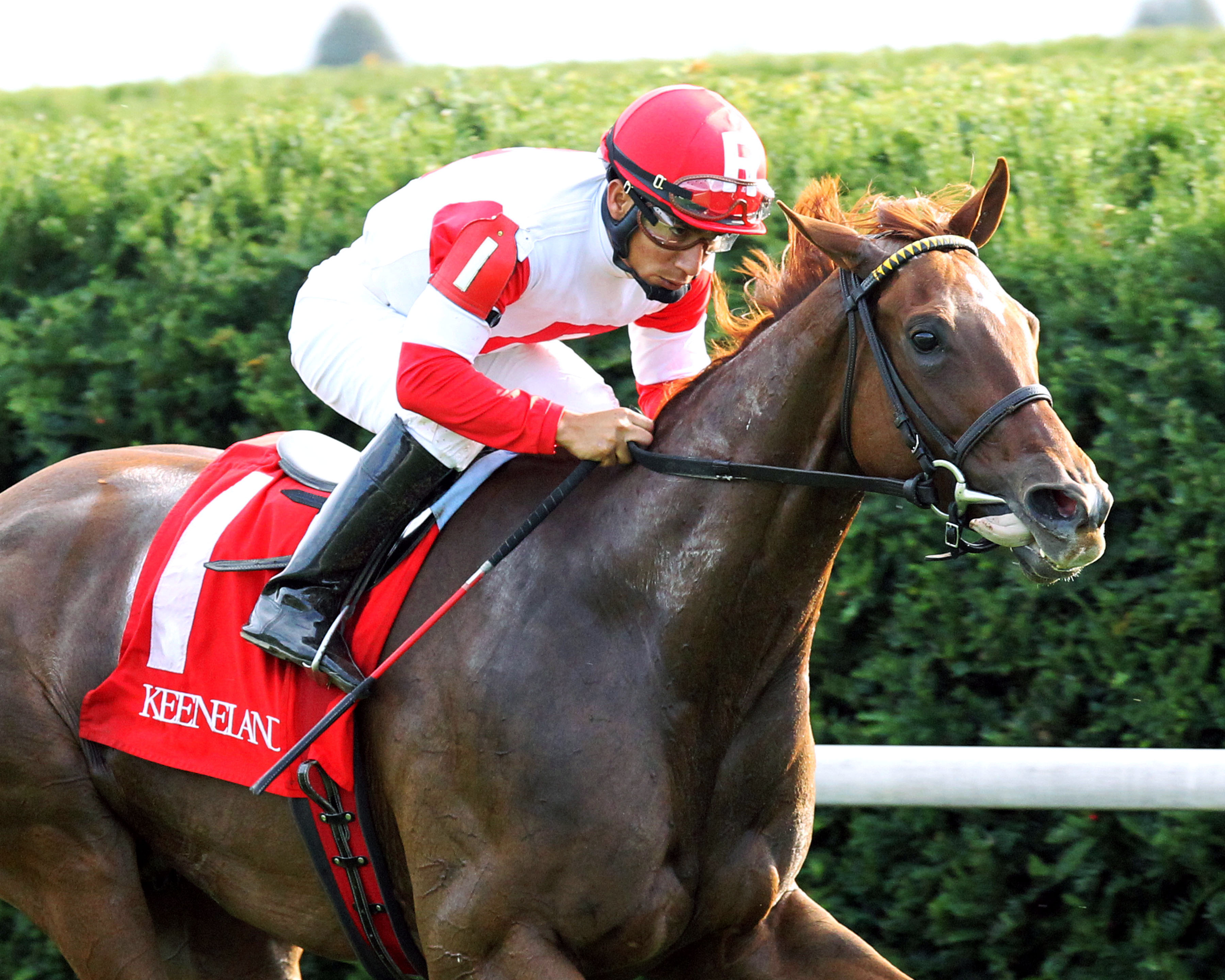 Emotional Kitten wins an allowance race