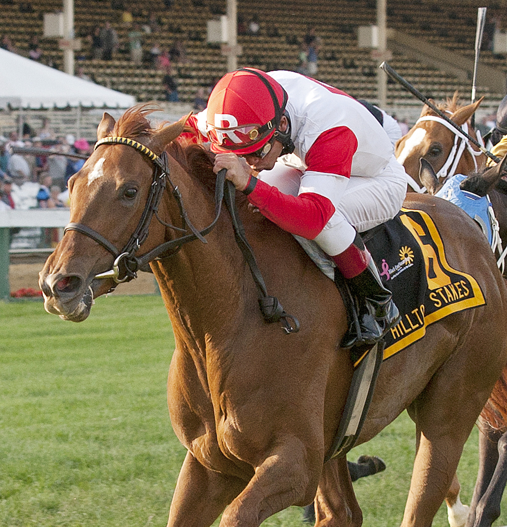Emotional Kitten, Hilltop Stakes
