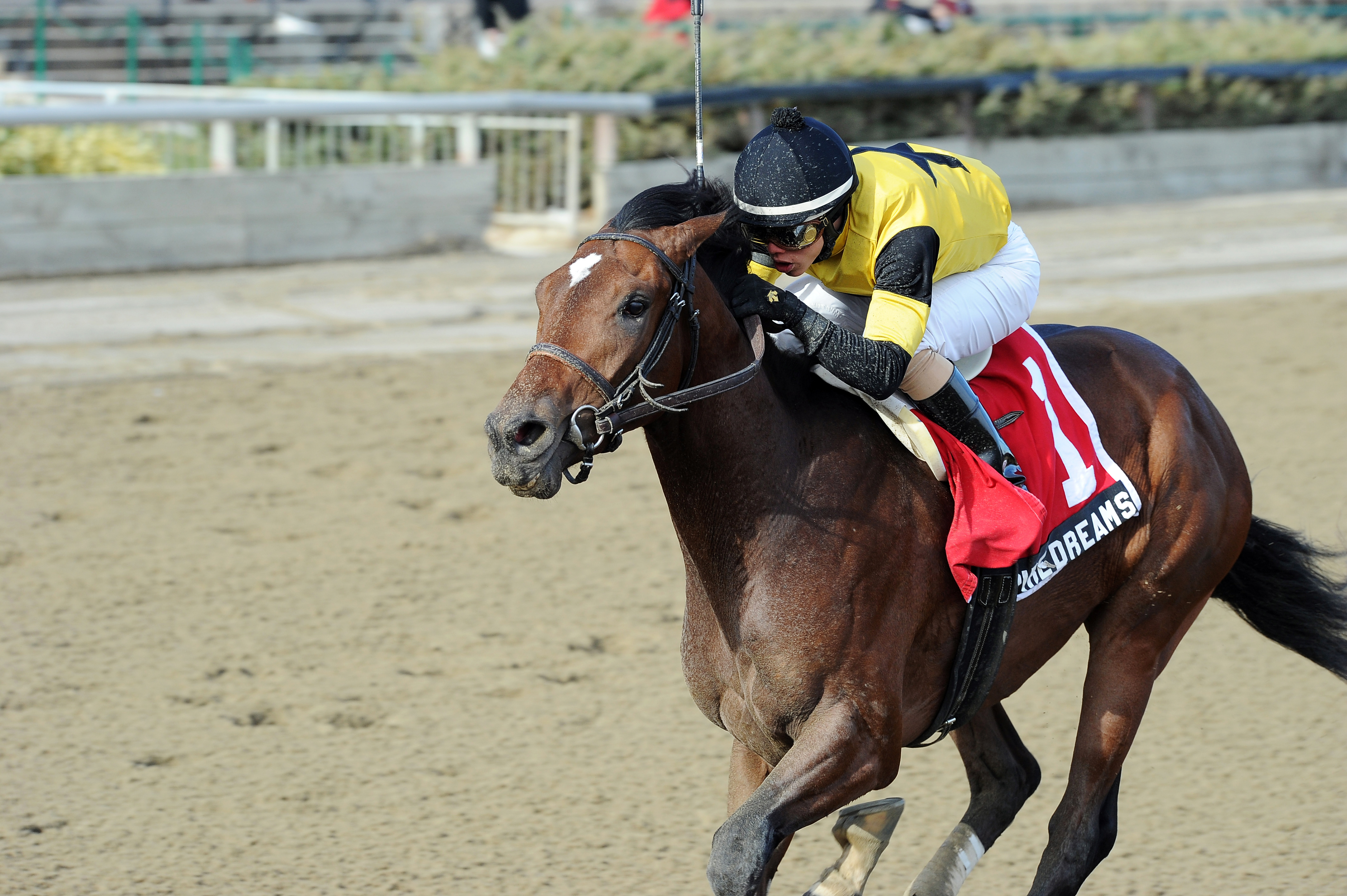 Empire Dreams wins the Great White Way