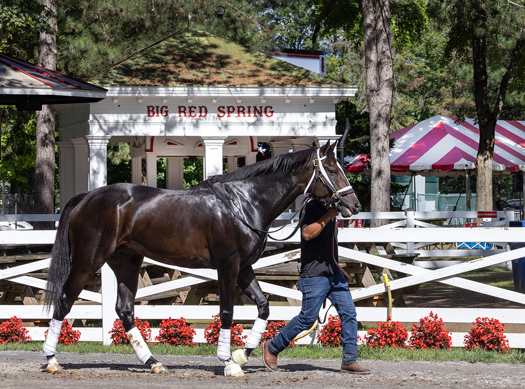 En Wye Cee schools in the paddock at Saratoga Race Course on Sept. 3