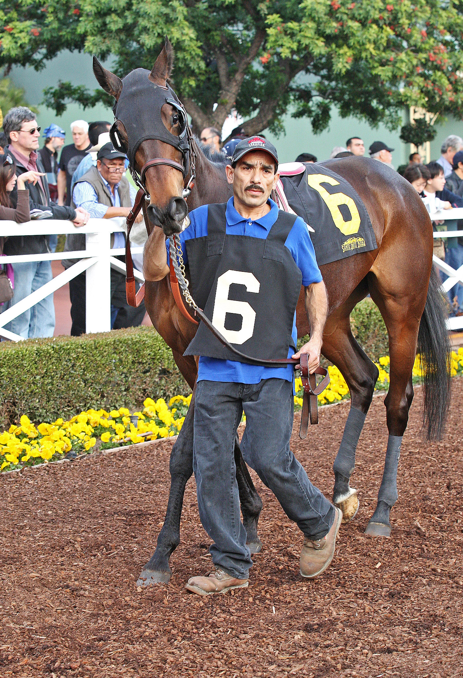 Energia Fribby at Santa Anita on Jan. 17