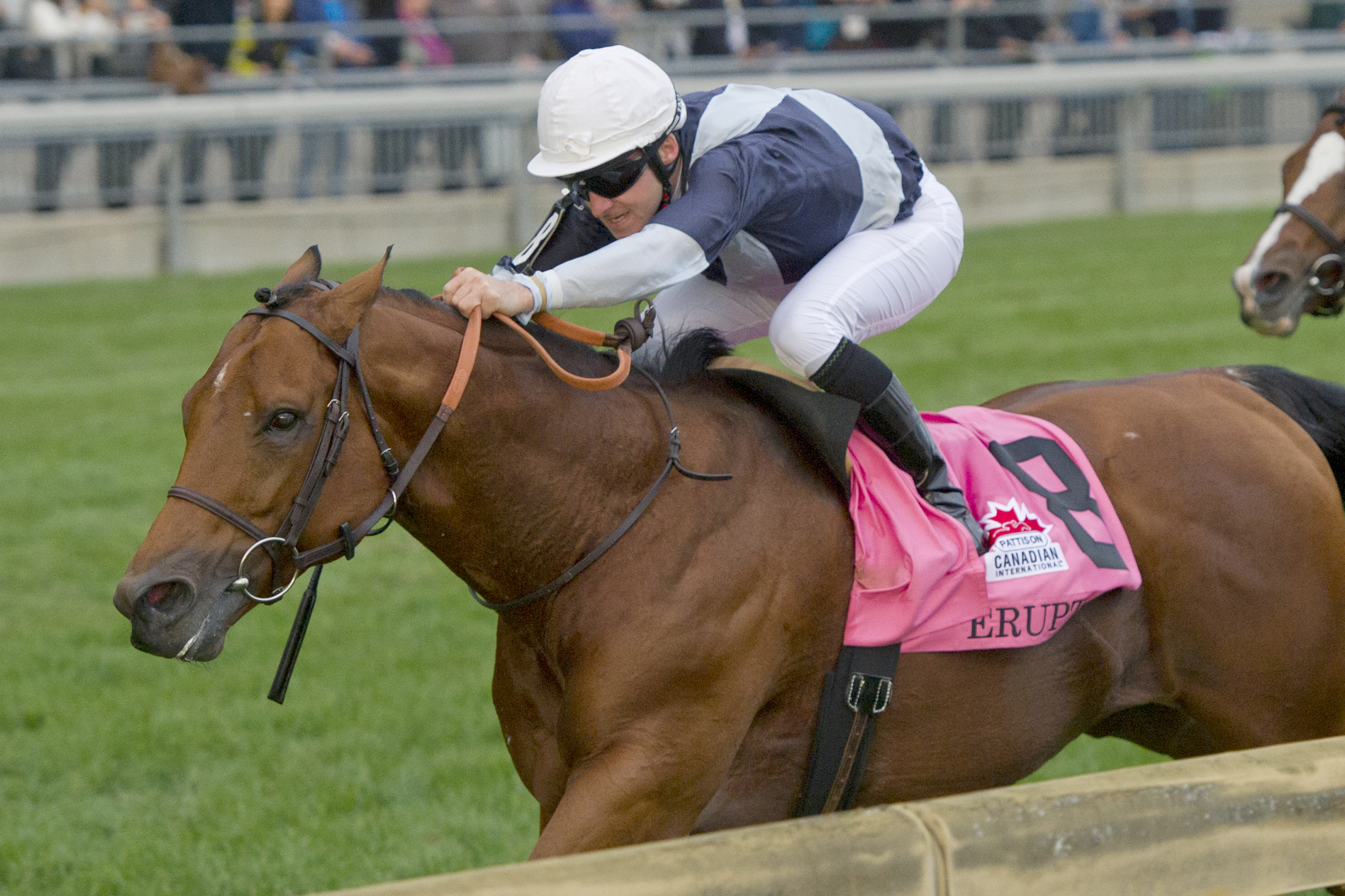 Erupt wins the 2016 Canadian International Stakes
