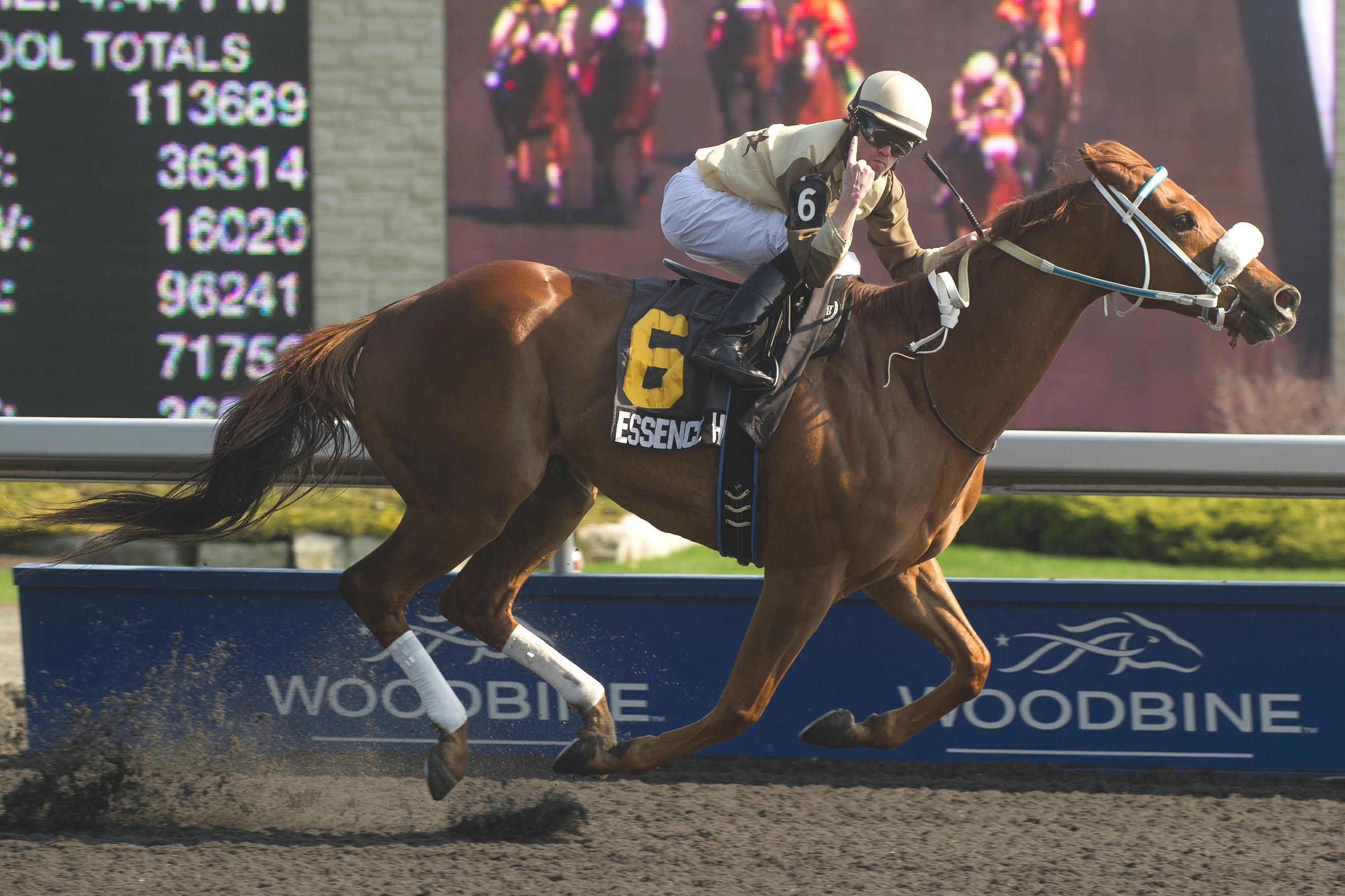 Essence Hit Man, 2013 Cartier Stakes