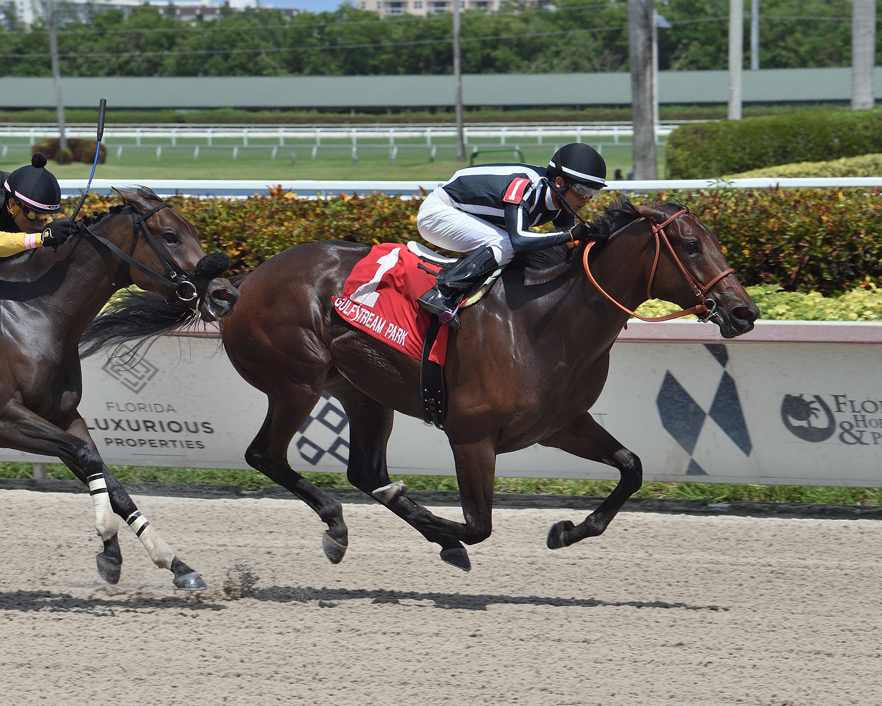 Estilo Talentoso wins Escena 8-30-2020