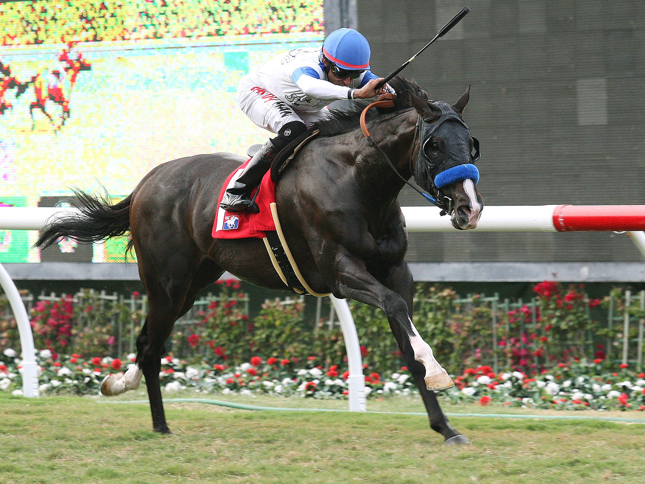 Ethnic Dance wins the 2013 Del Mar Derby
