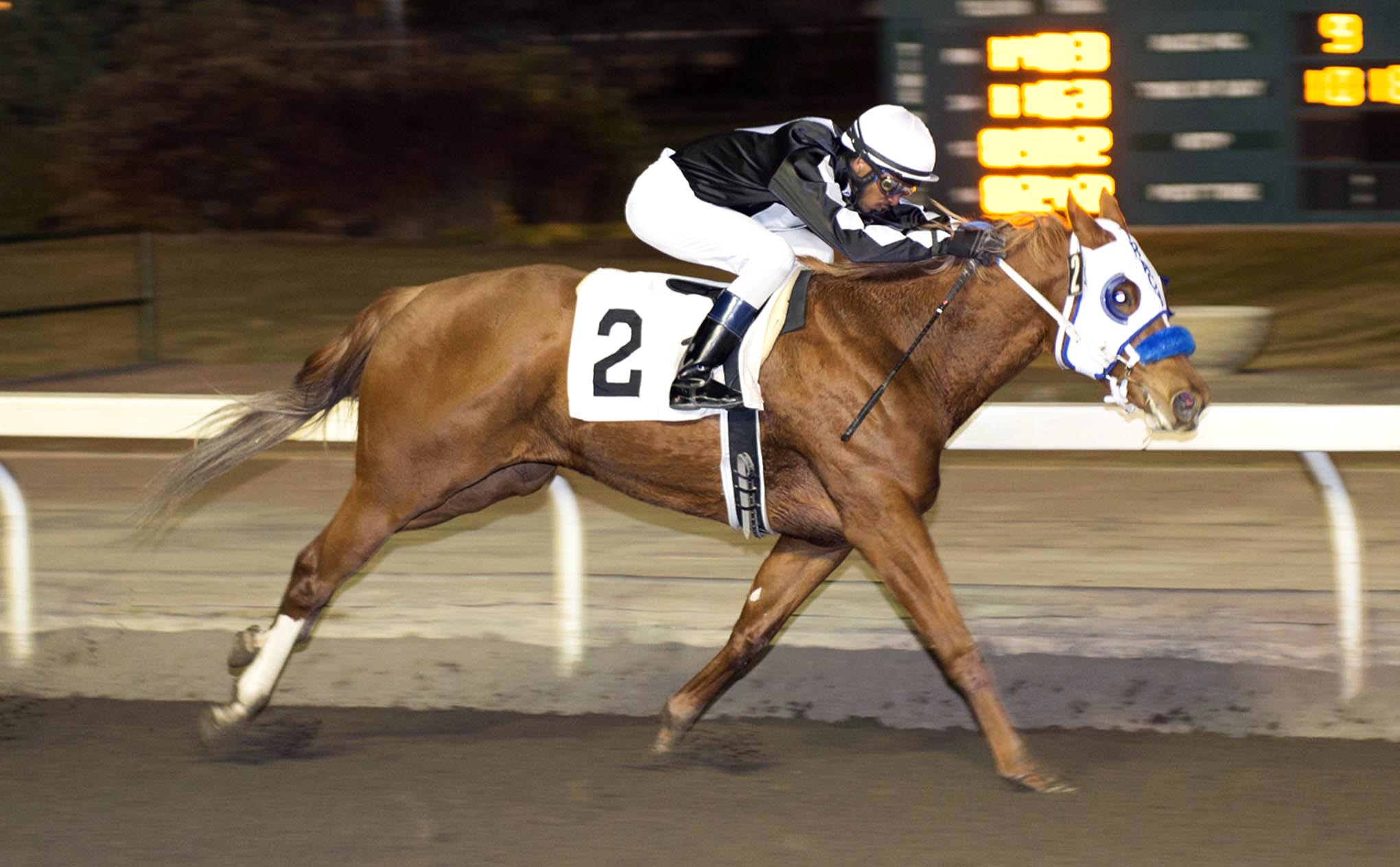 Eustacia wins the Freedom of the City Stakes