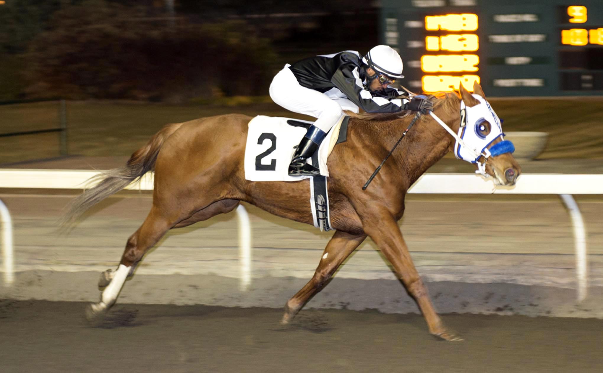 Eustacia wins the Freedom of the City Stakes