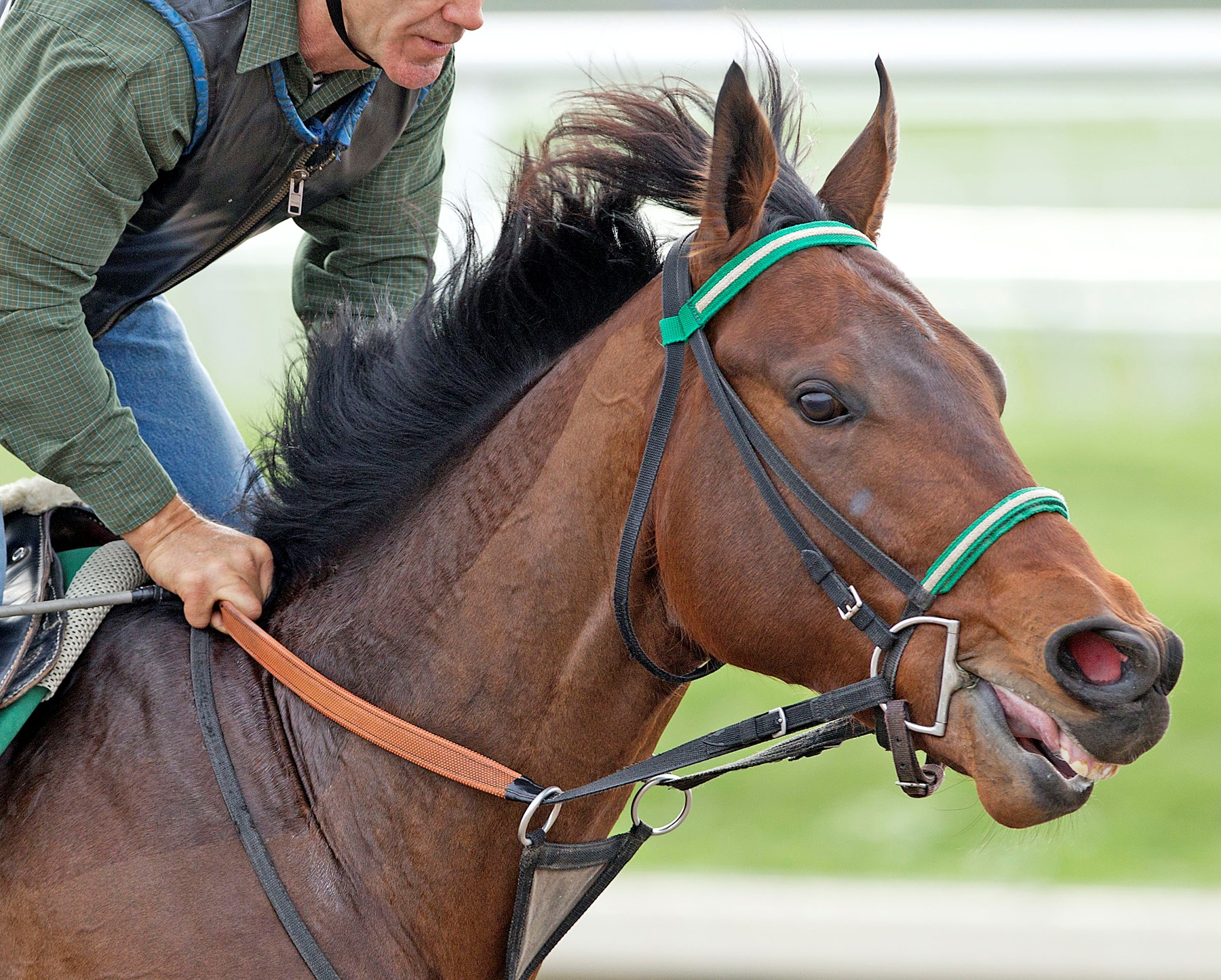 Gulfstream Park: Ever So Lucky scratched from Hutcheson due to wet conditions
