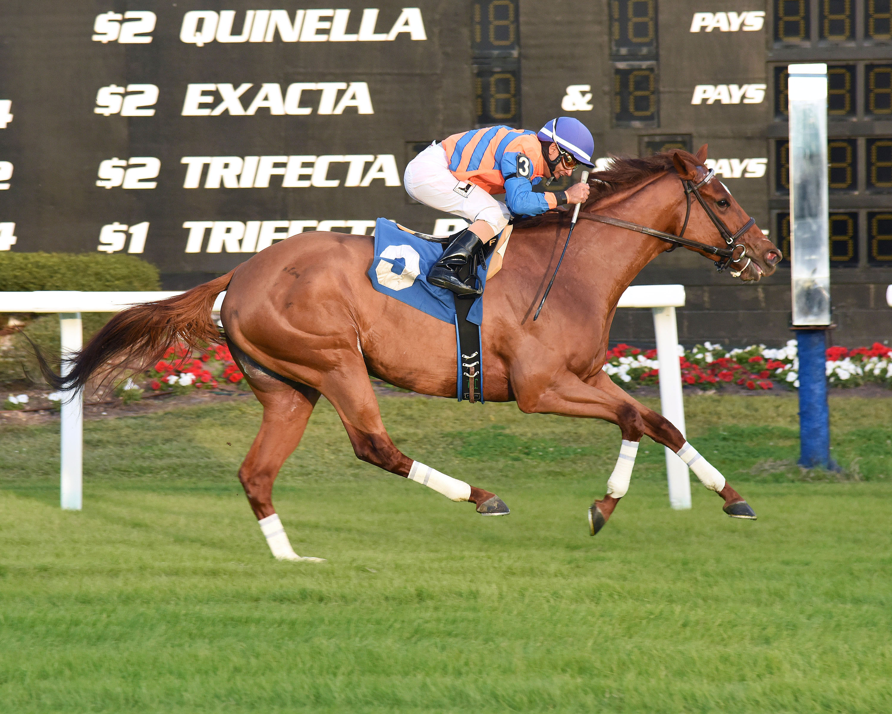 Everything Lovely wins an optional claimer on Nov. 26