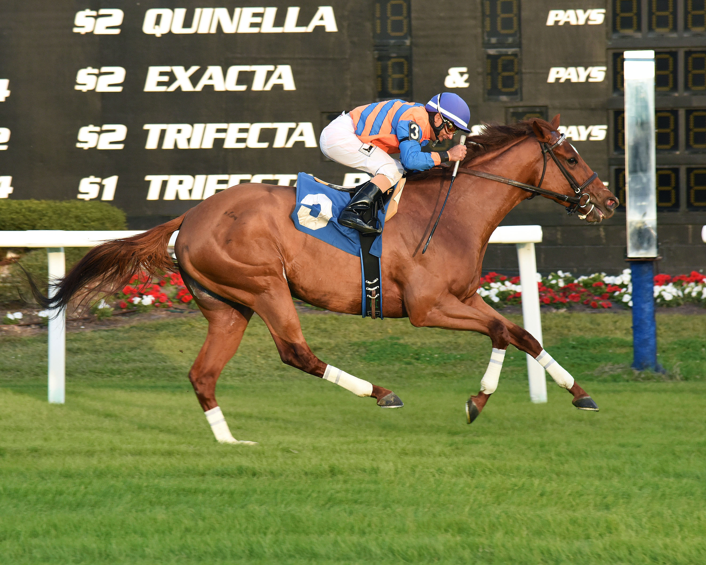Everything Lovely wins an optional claimer on Nov. 26