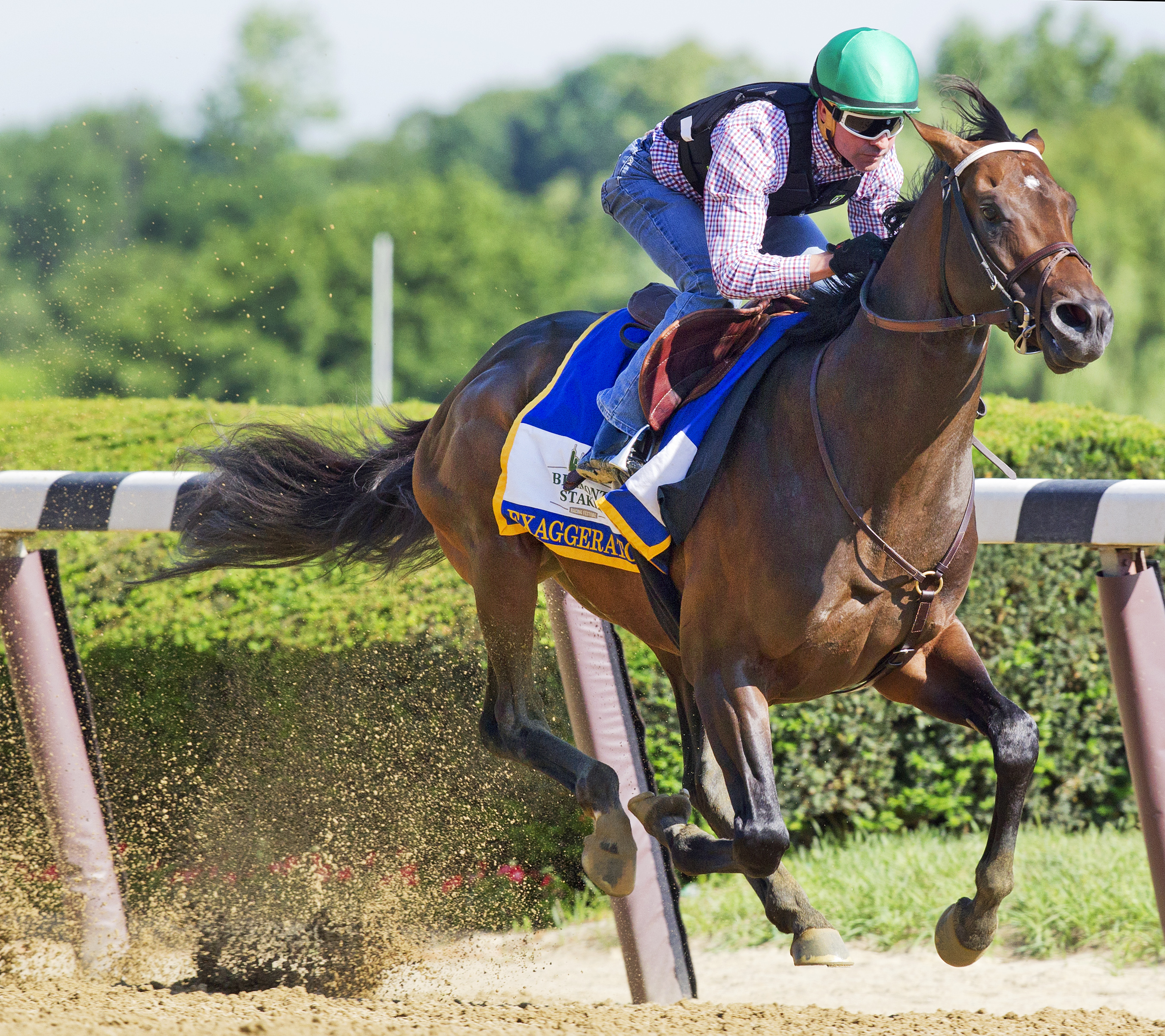 Dozen set to face Exaggerator