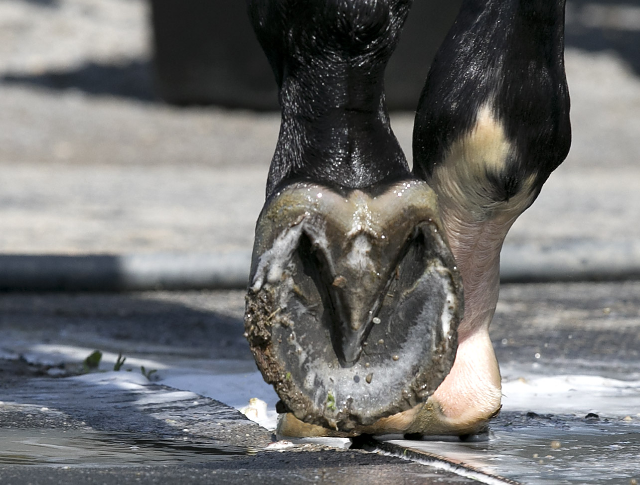 Exaggerator's left hind foot with no shoe