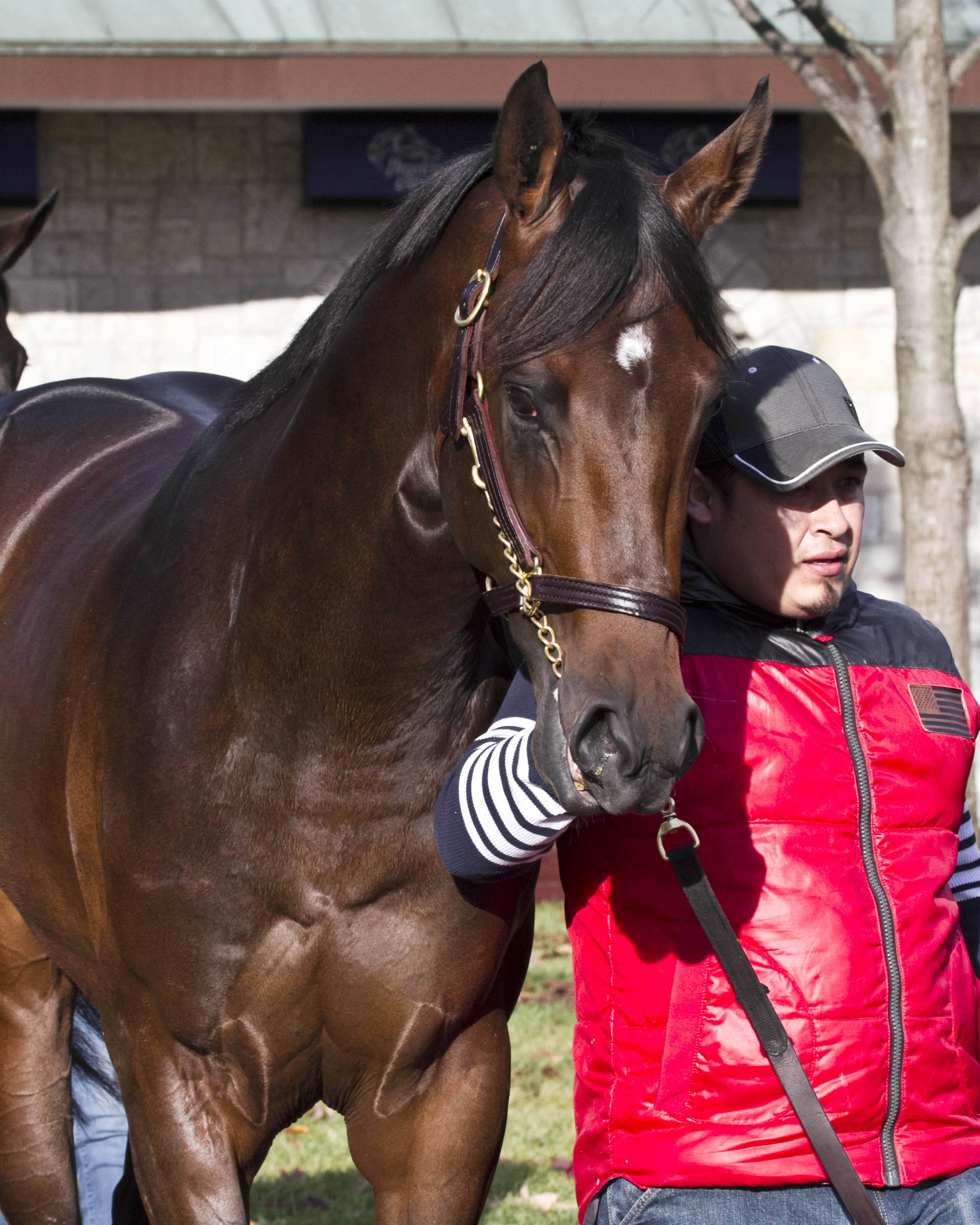 Exaggerator at Keeneland on Oct. 29