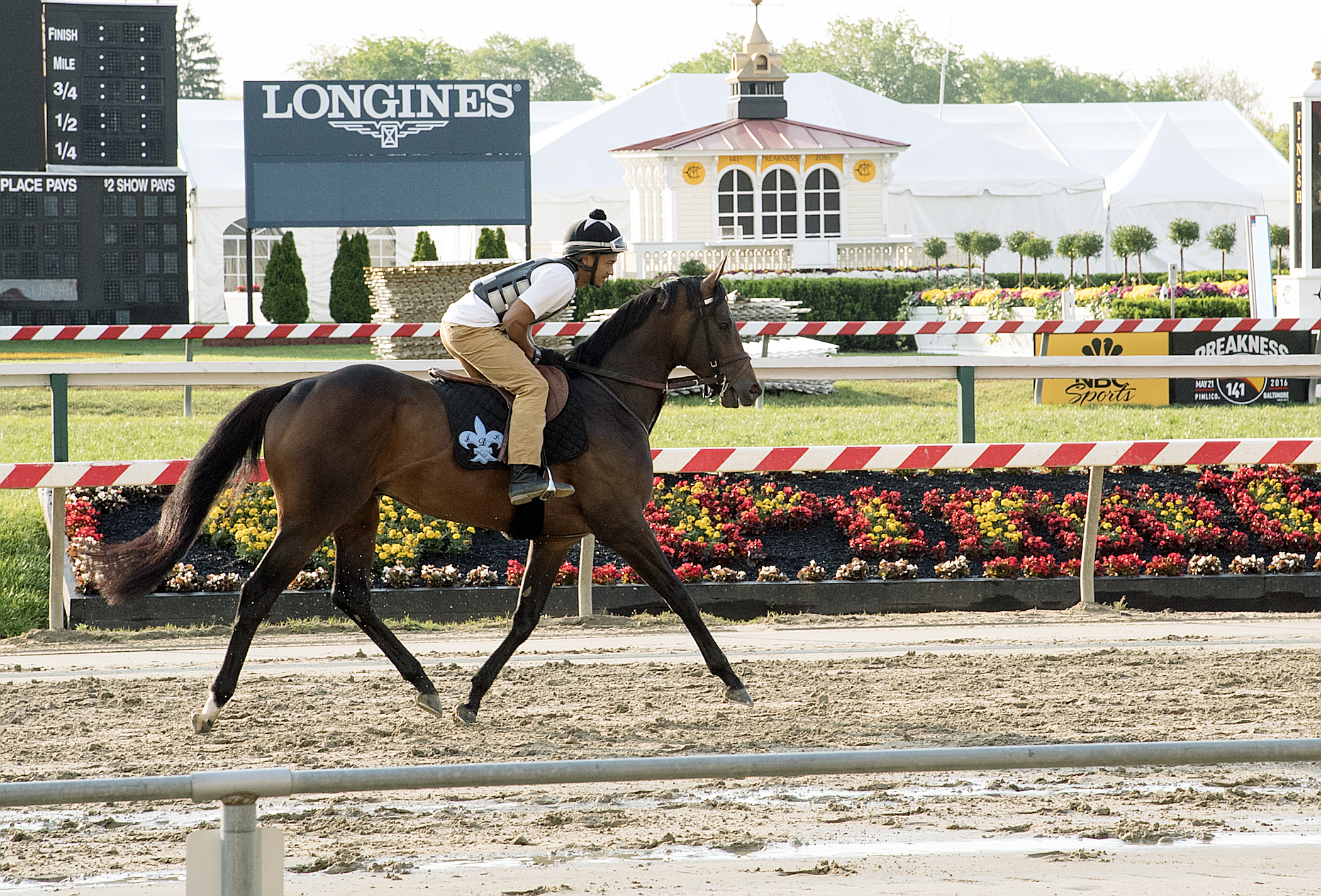 Exaggerator at Pimlico on May 24