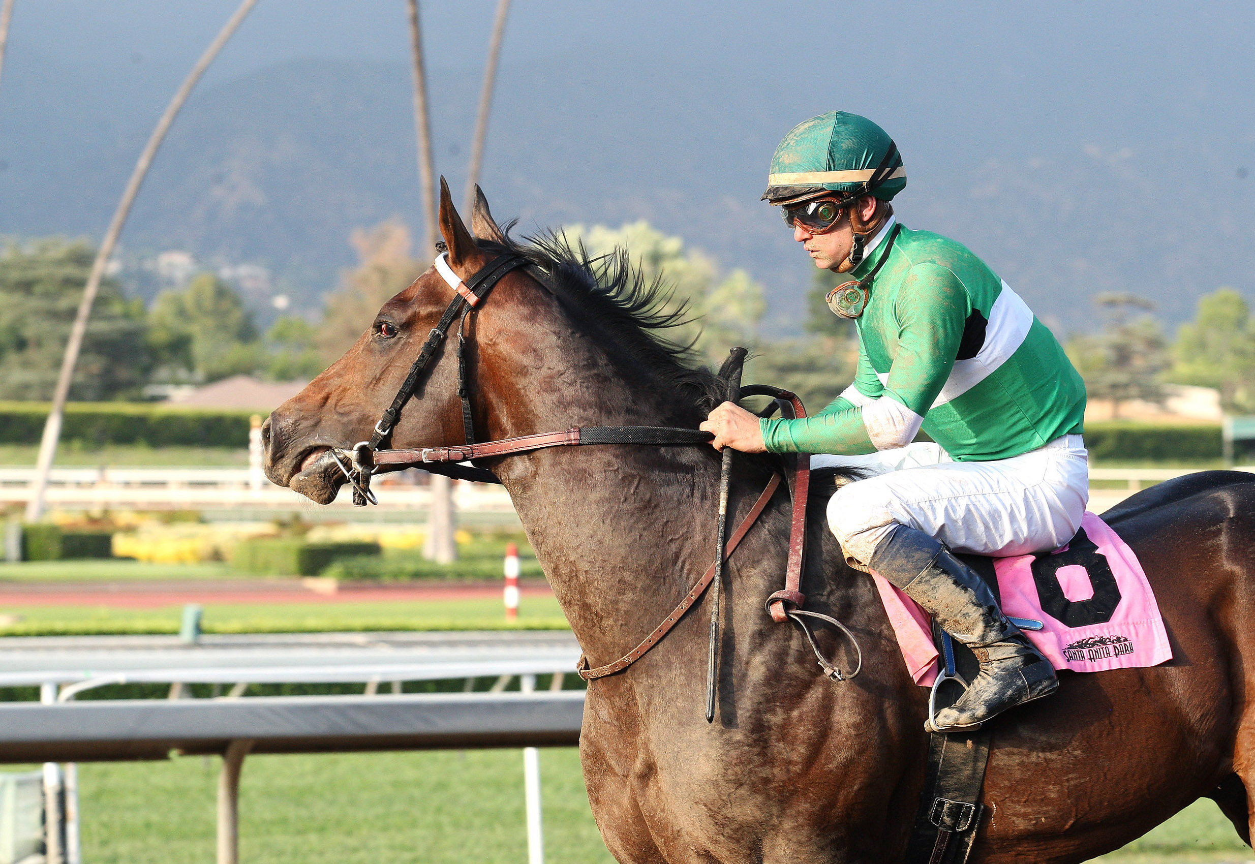 Exaggerator after a maiden race in June